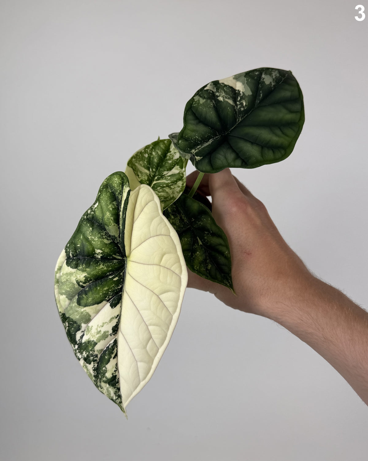 Alocasia Dragon Scale Albo WW