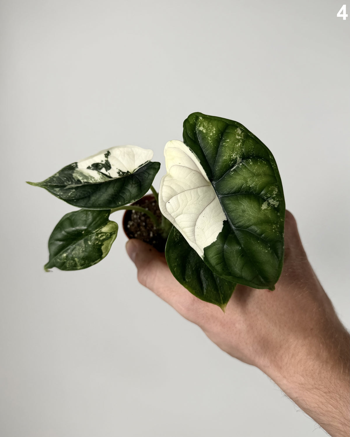 Alocasia Dragon Scale Albo WW