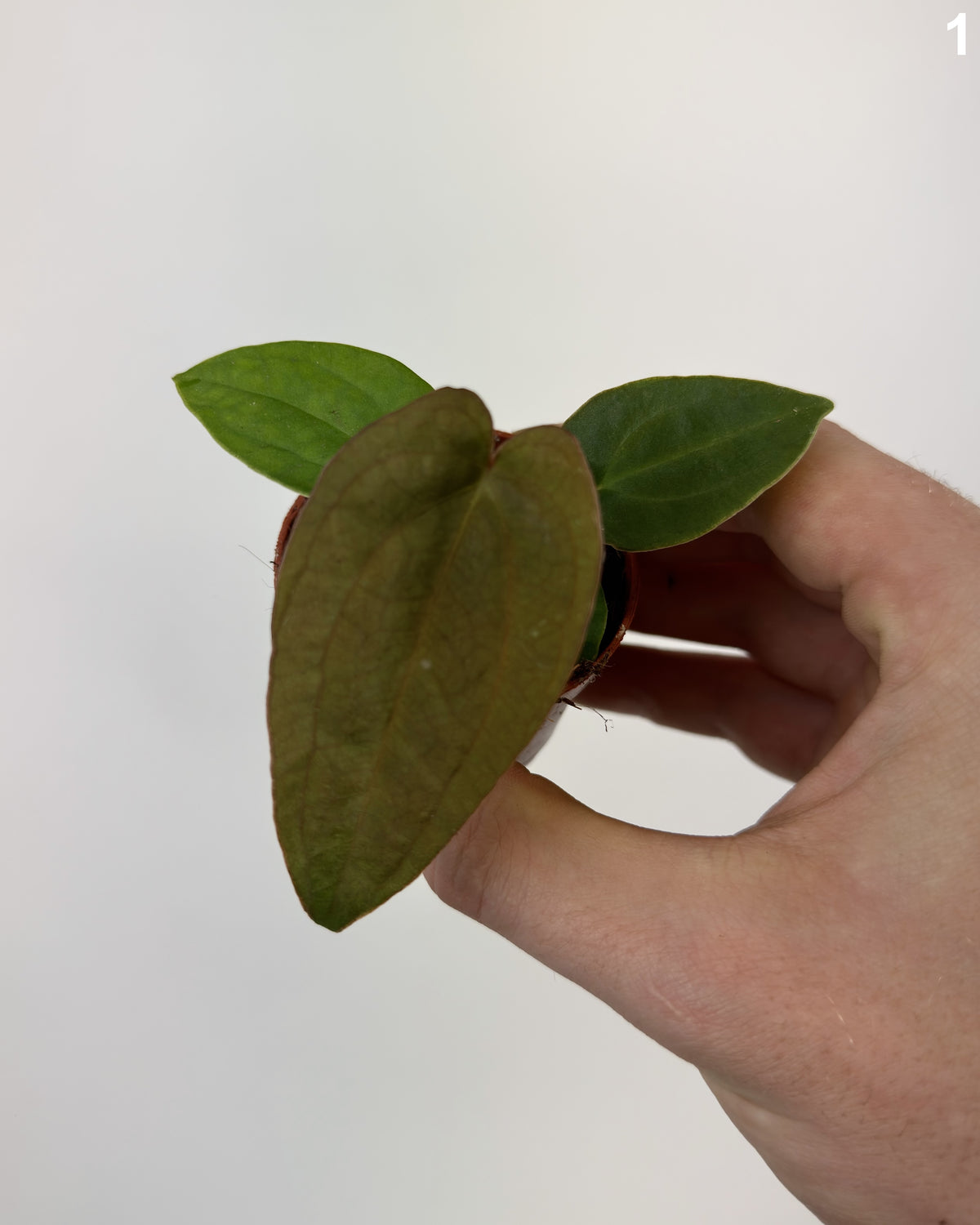 Anthurium Dressleri WW