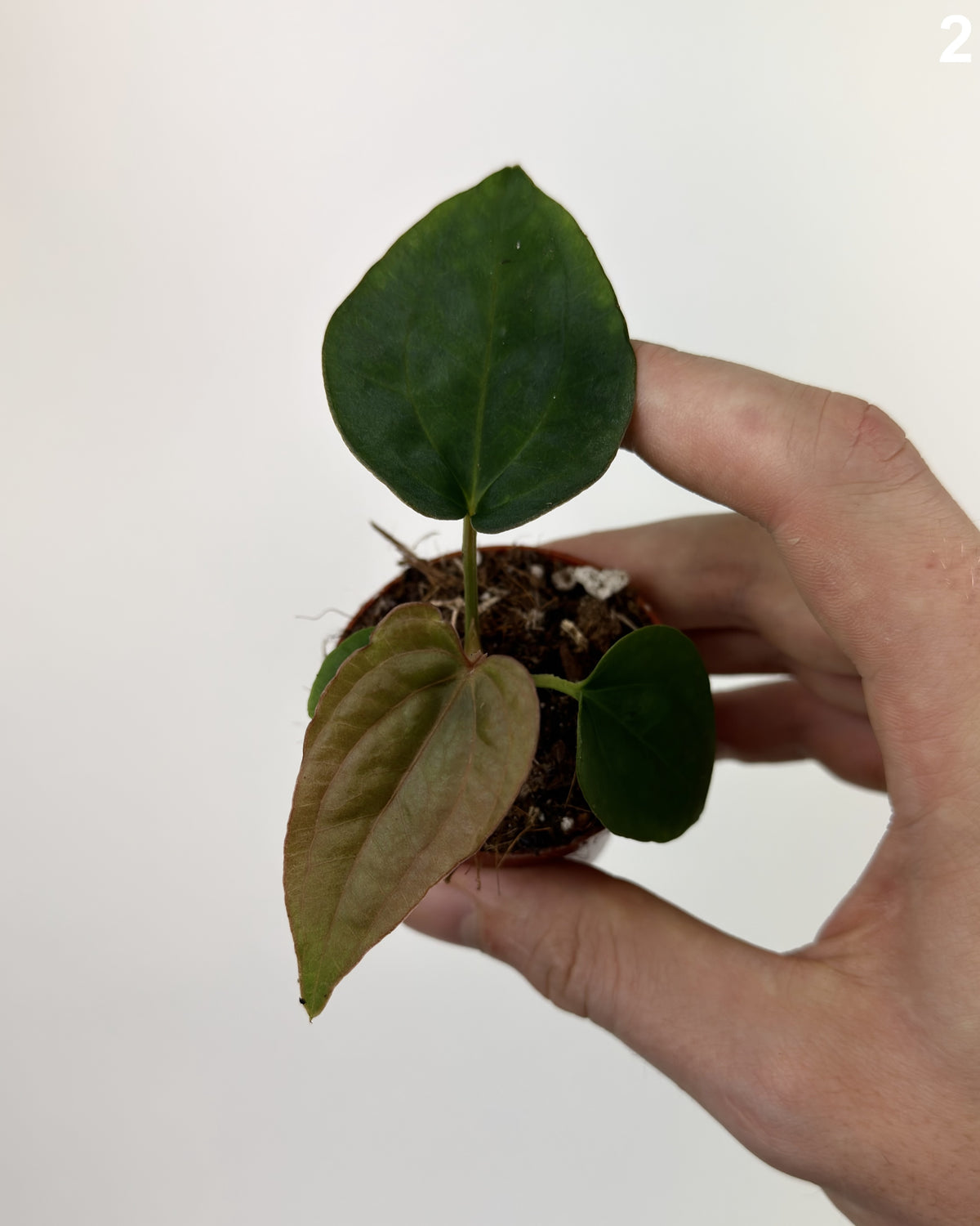 Anthurium Dressleri WW