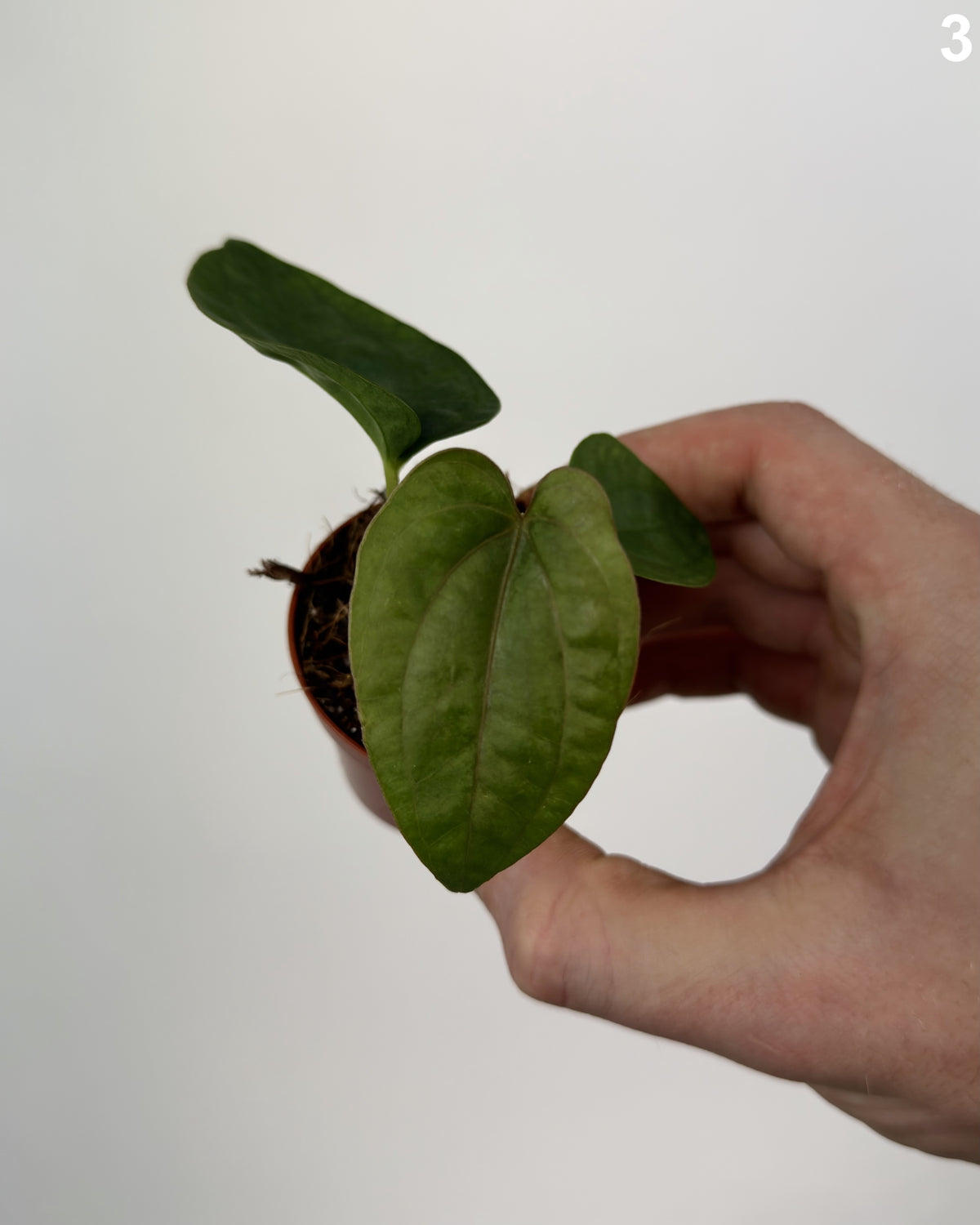 Anthurium Dressleri WW