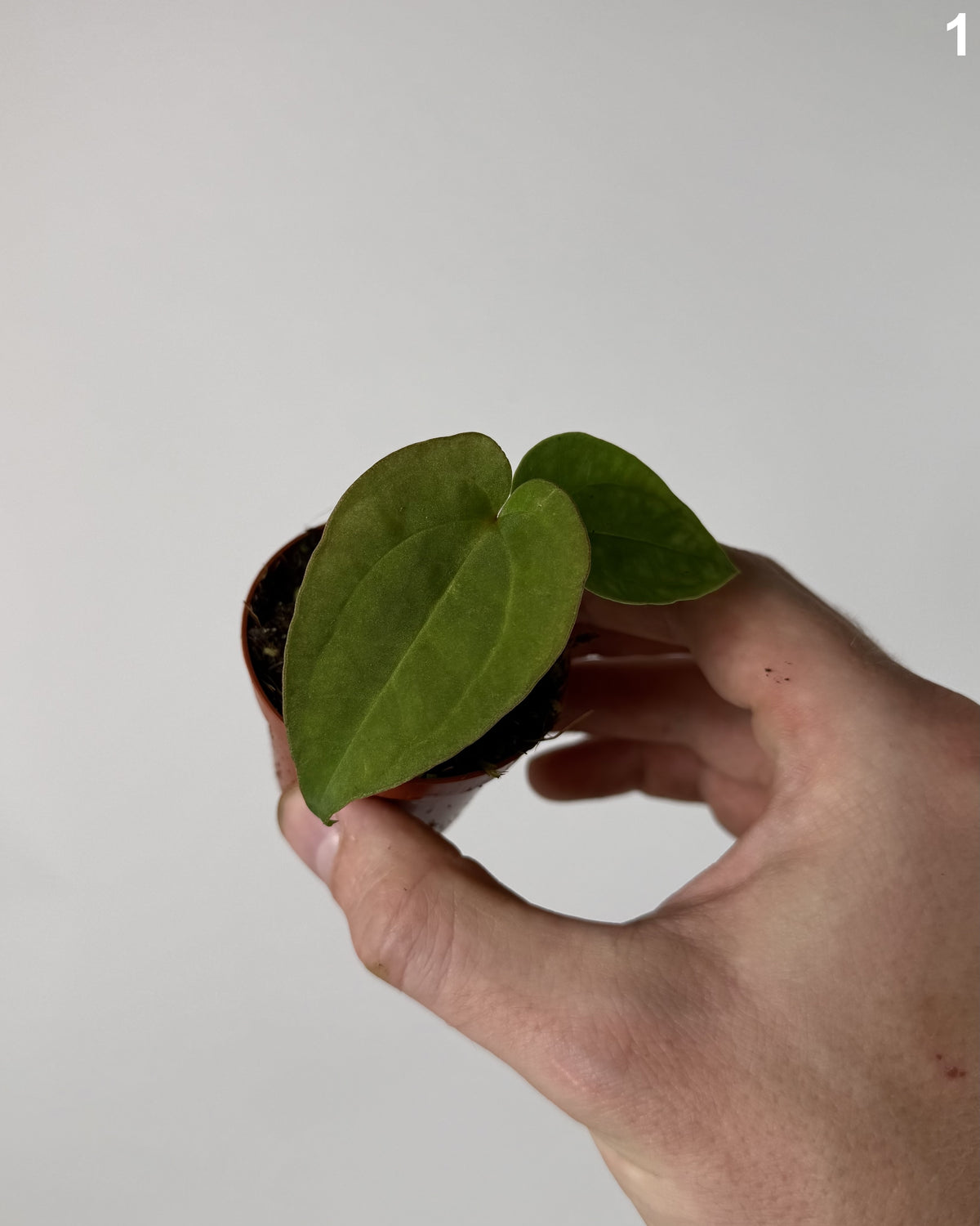 Anthurium Dressleri WW