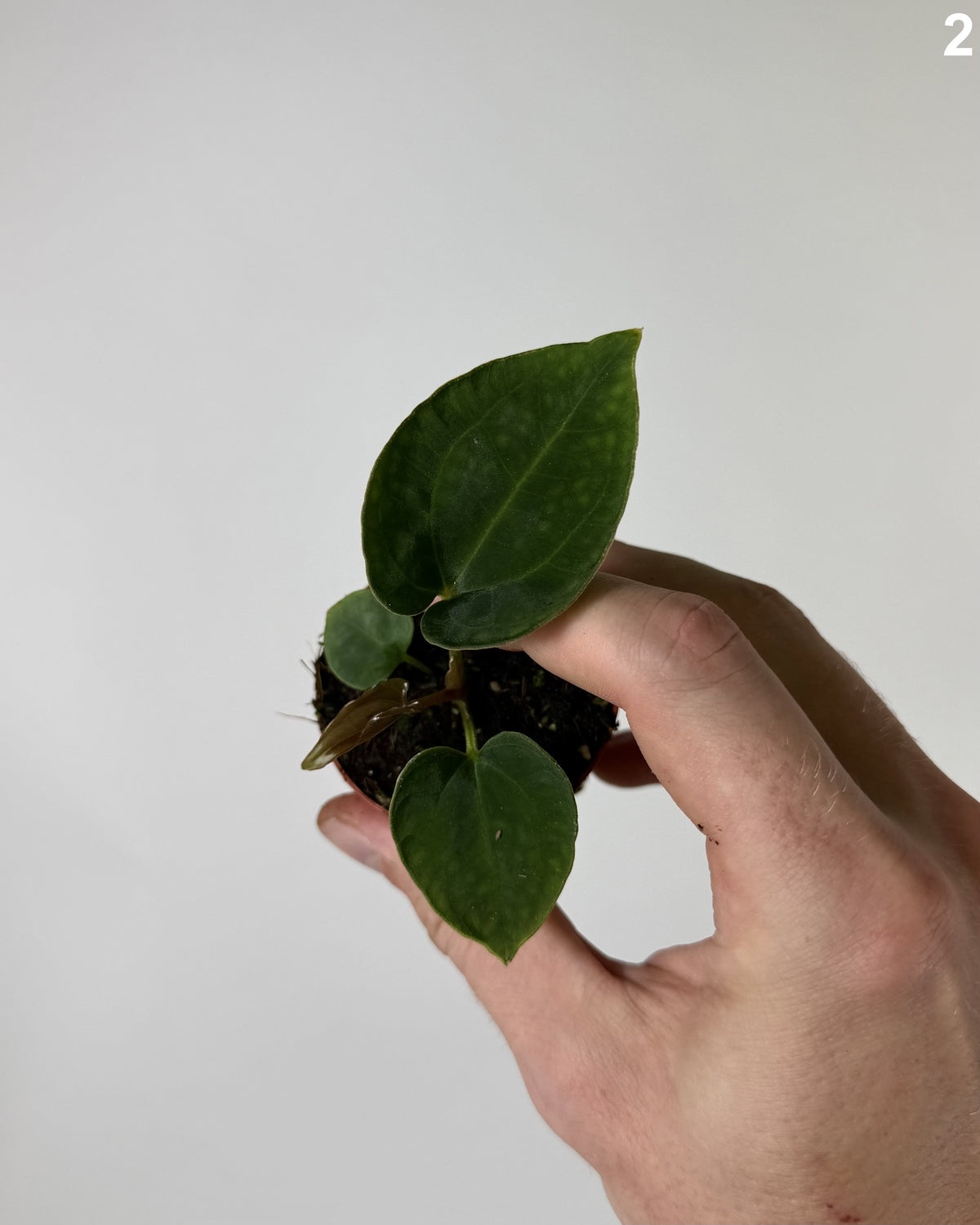 Anthurium Dressleri WW