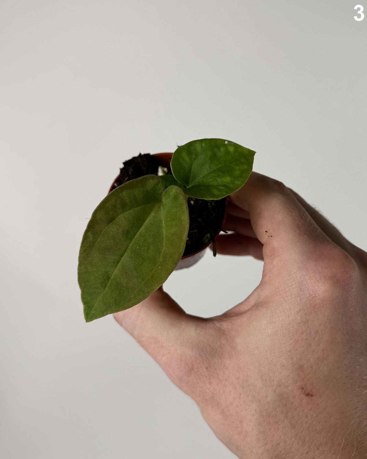 Anthurium Dressleri WW
