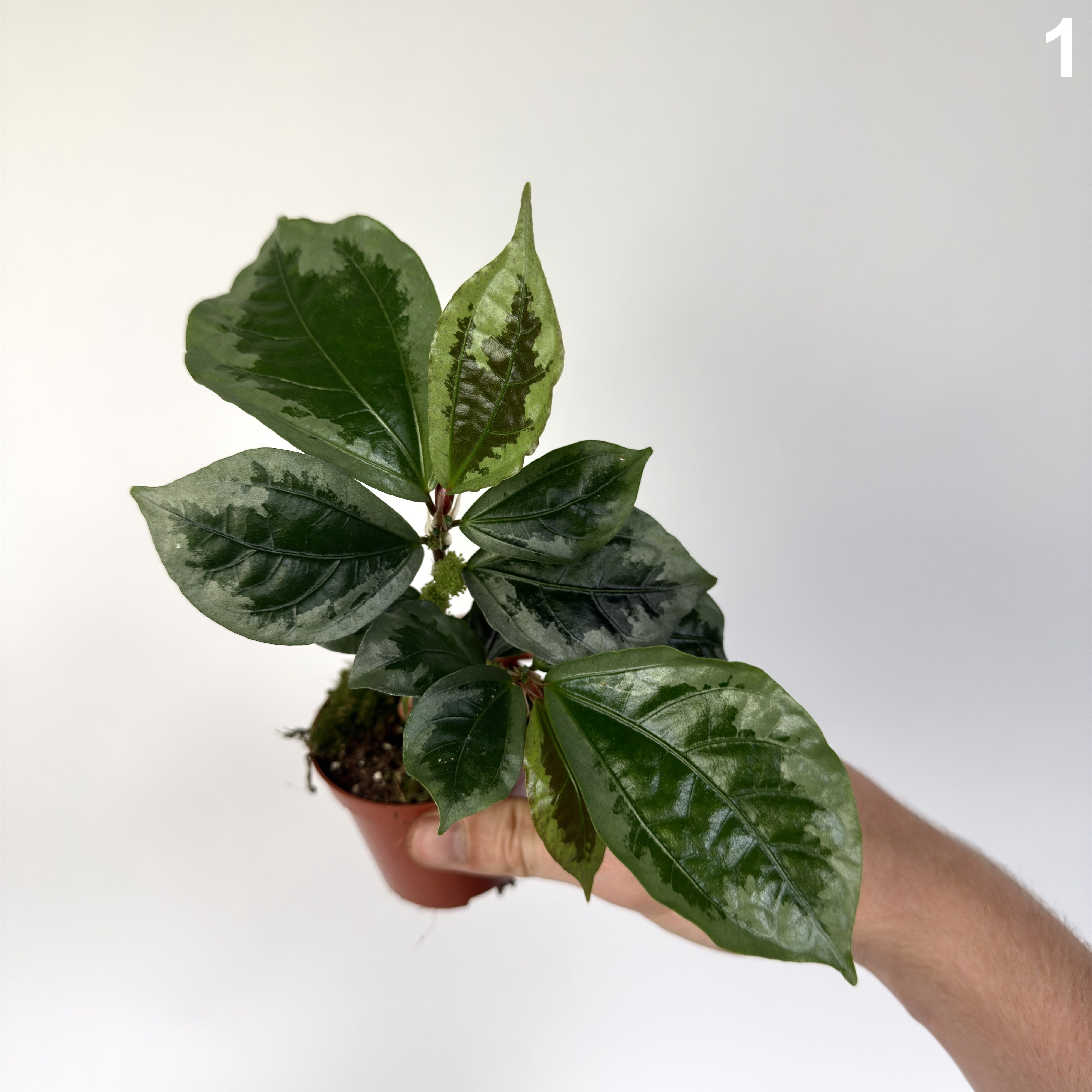 Elatostema Vittatum WW