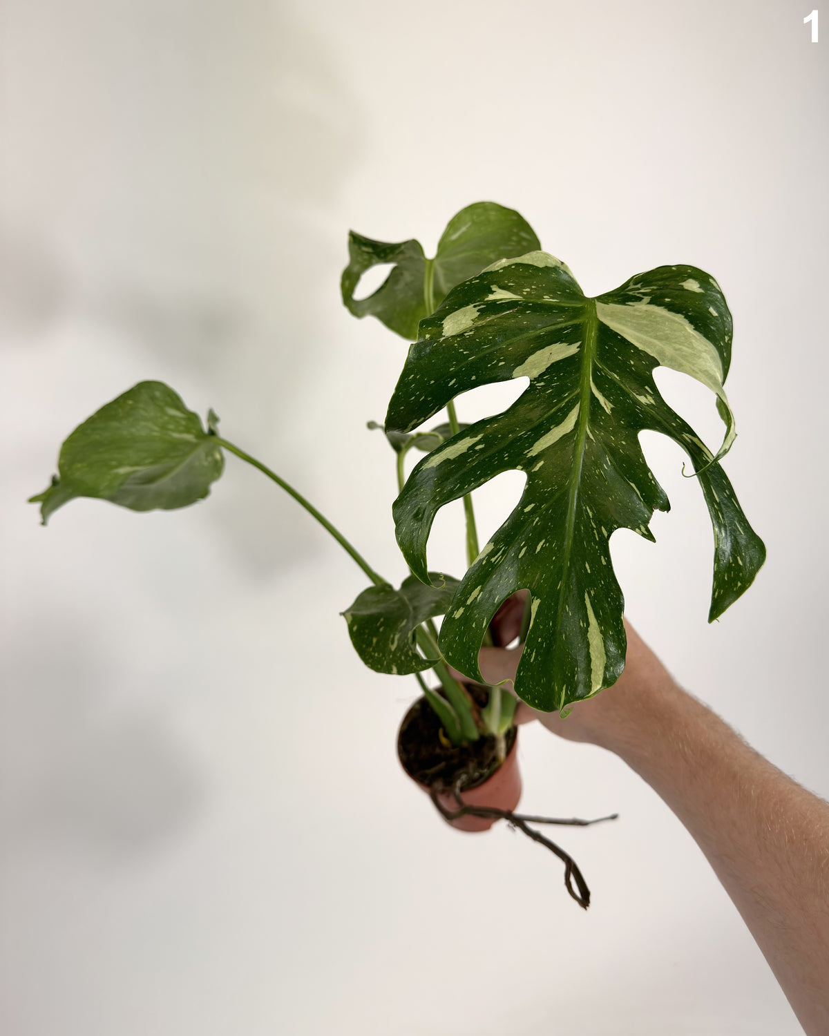 Monstera Deliciosa Electrolyte WW
