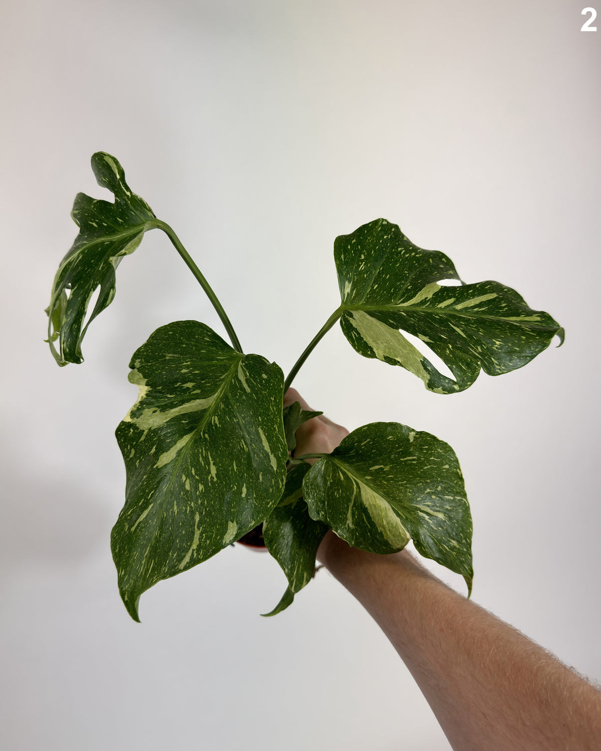 Monstera Deliciosa Electrolyte WW