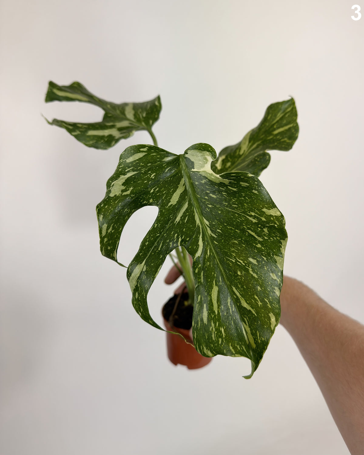 Monstera Deliciosa Electrolyte WW