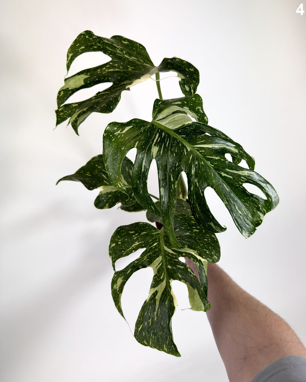 Monstera Deliciosa Electrolyte WW