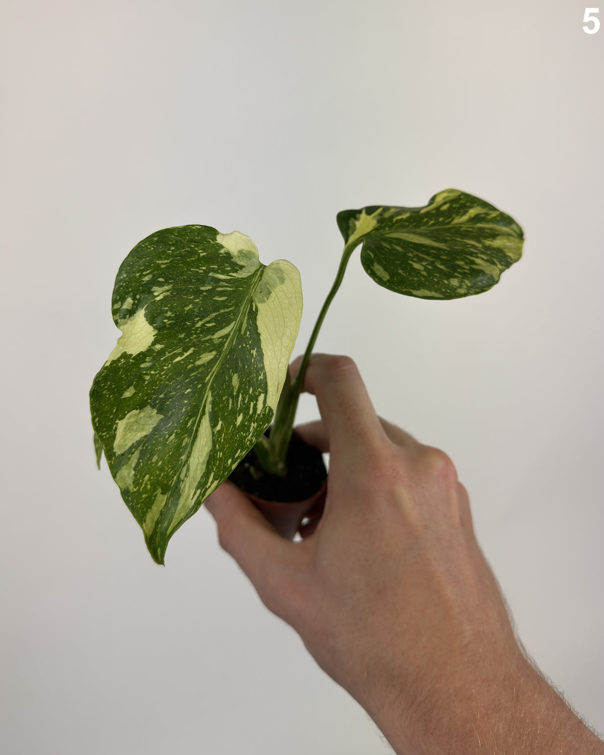 Monstera Deliciosa Electrolyte WW