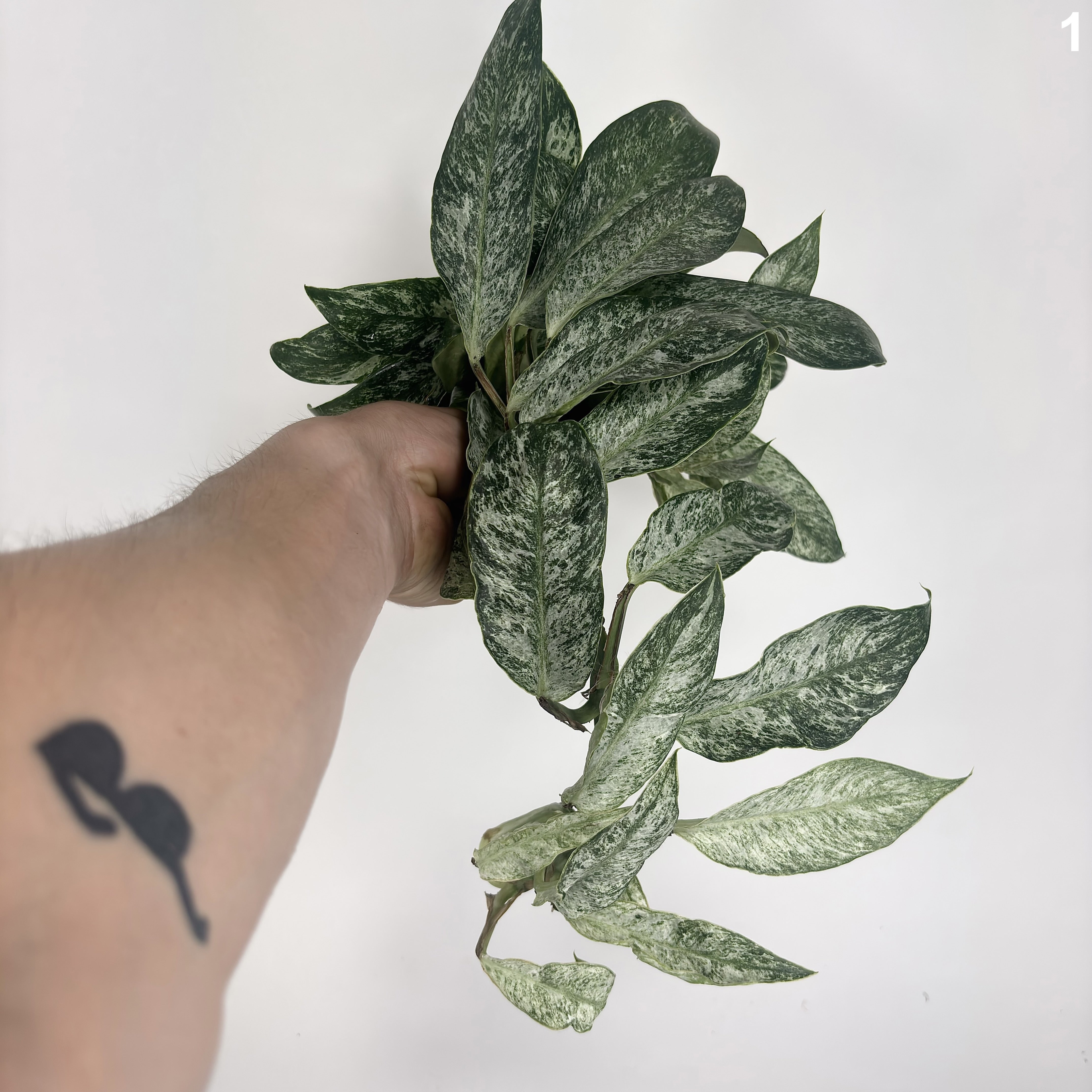 Raphidophora Elliptica Mint
