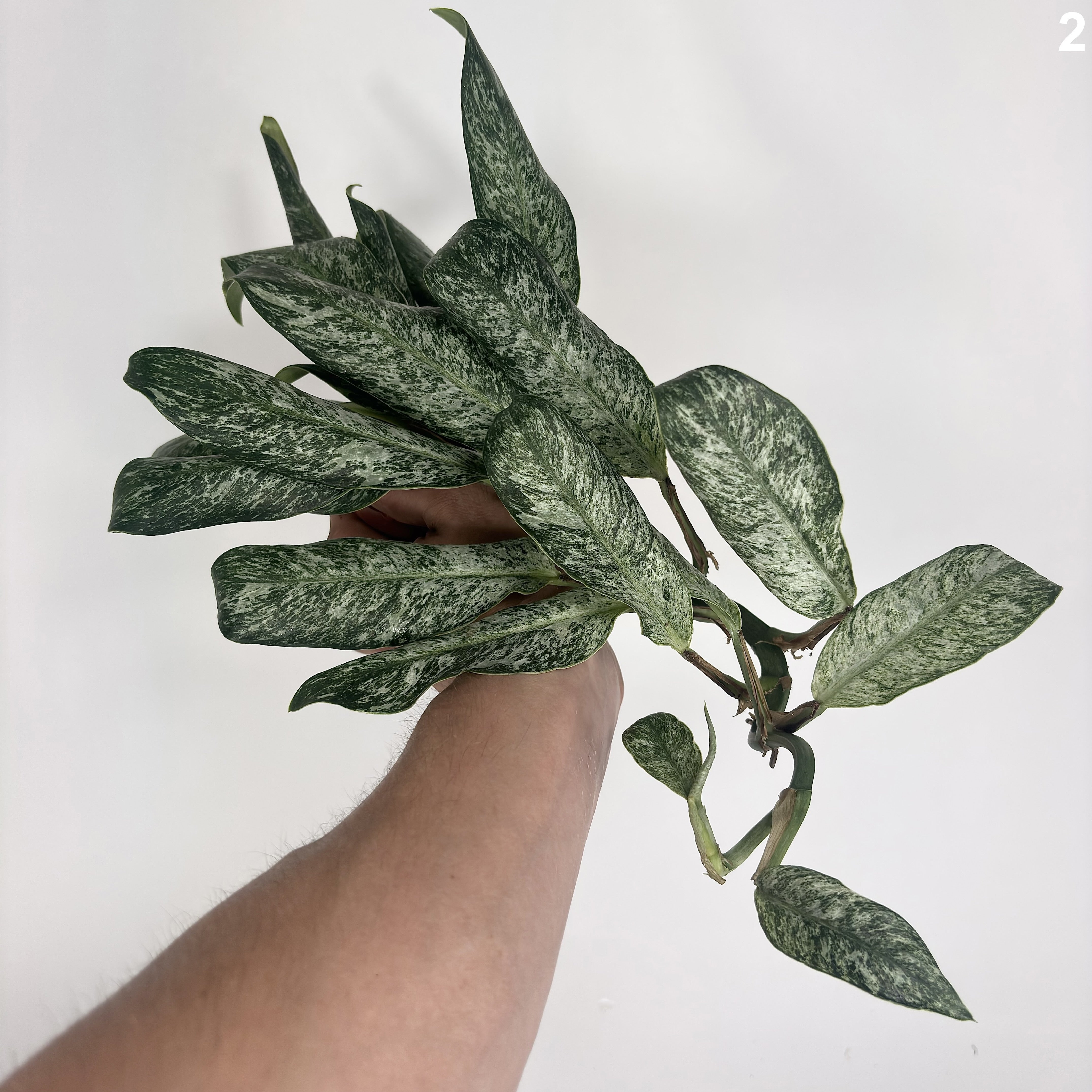 Raphidophora Elliptica Mint