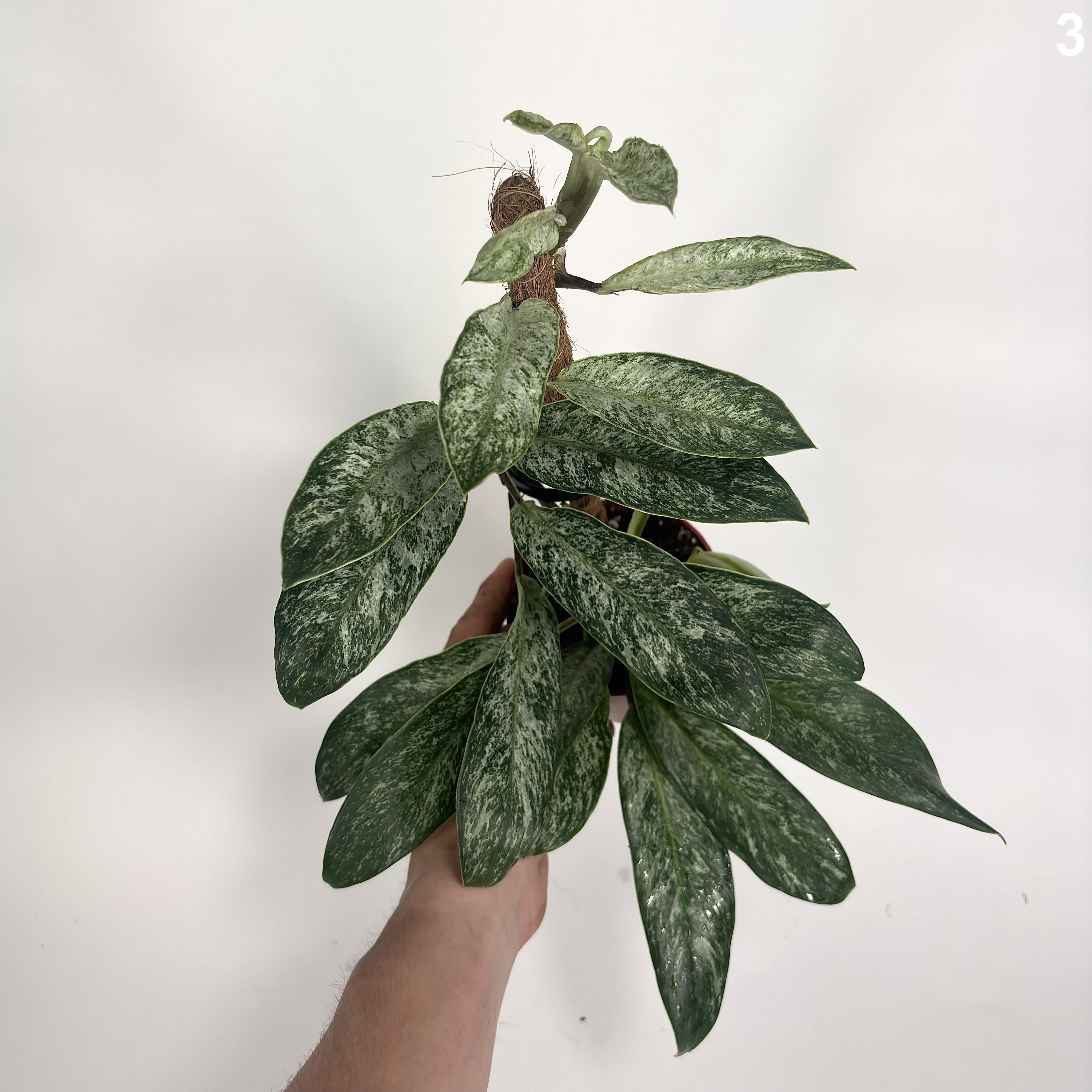 Raphidophora Elliptica Mint