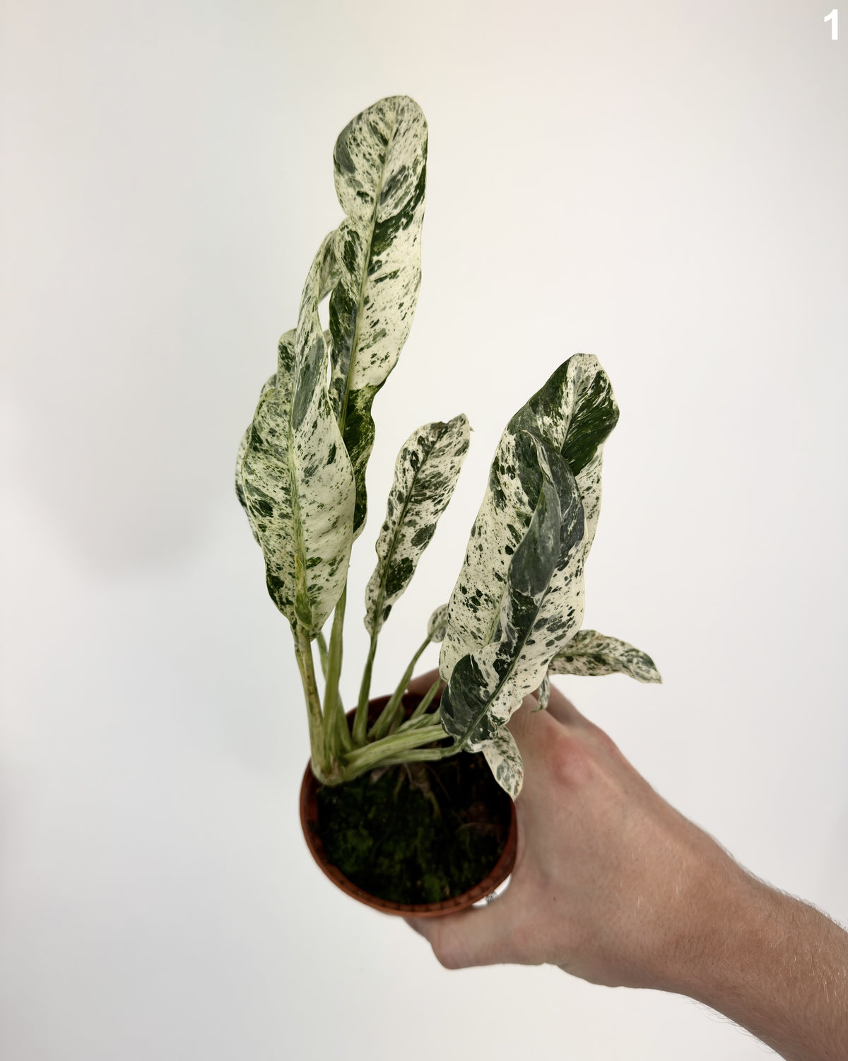 Epipremnum Giganteum Variegata WW