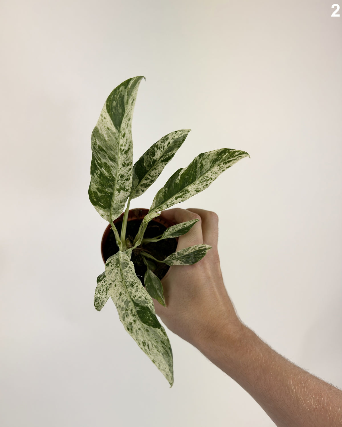 Epipremnum Giganteum Variegata WW