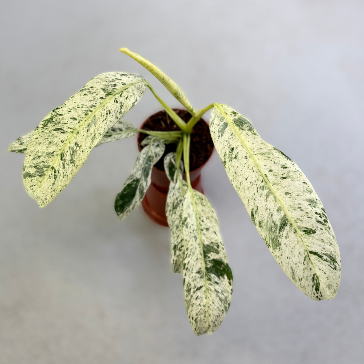 Epipremnum Giganteum Variegata