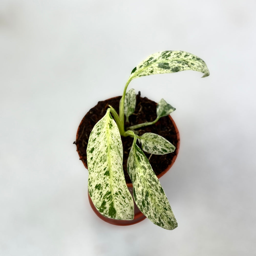 Epipremnum Giganteum Variegata - Downtown Plant Club