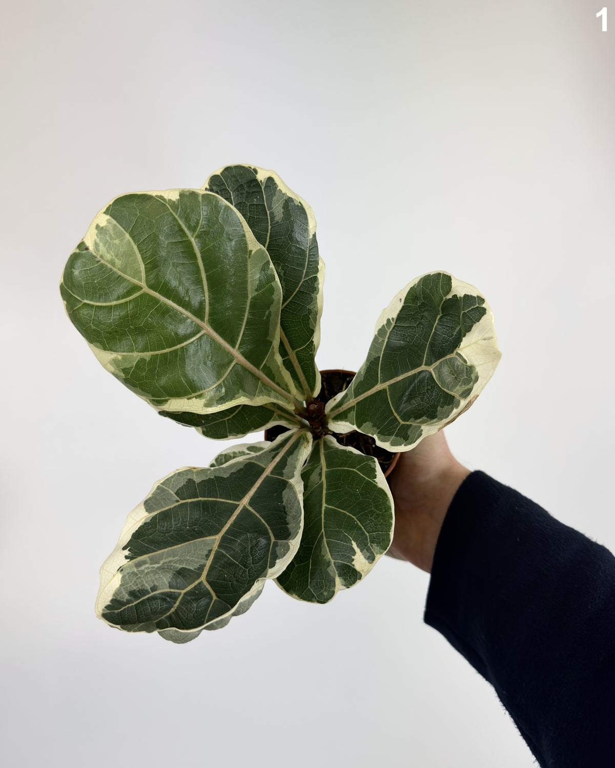 Ficus Lyrata Variegata WW