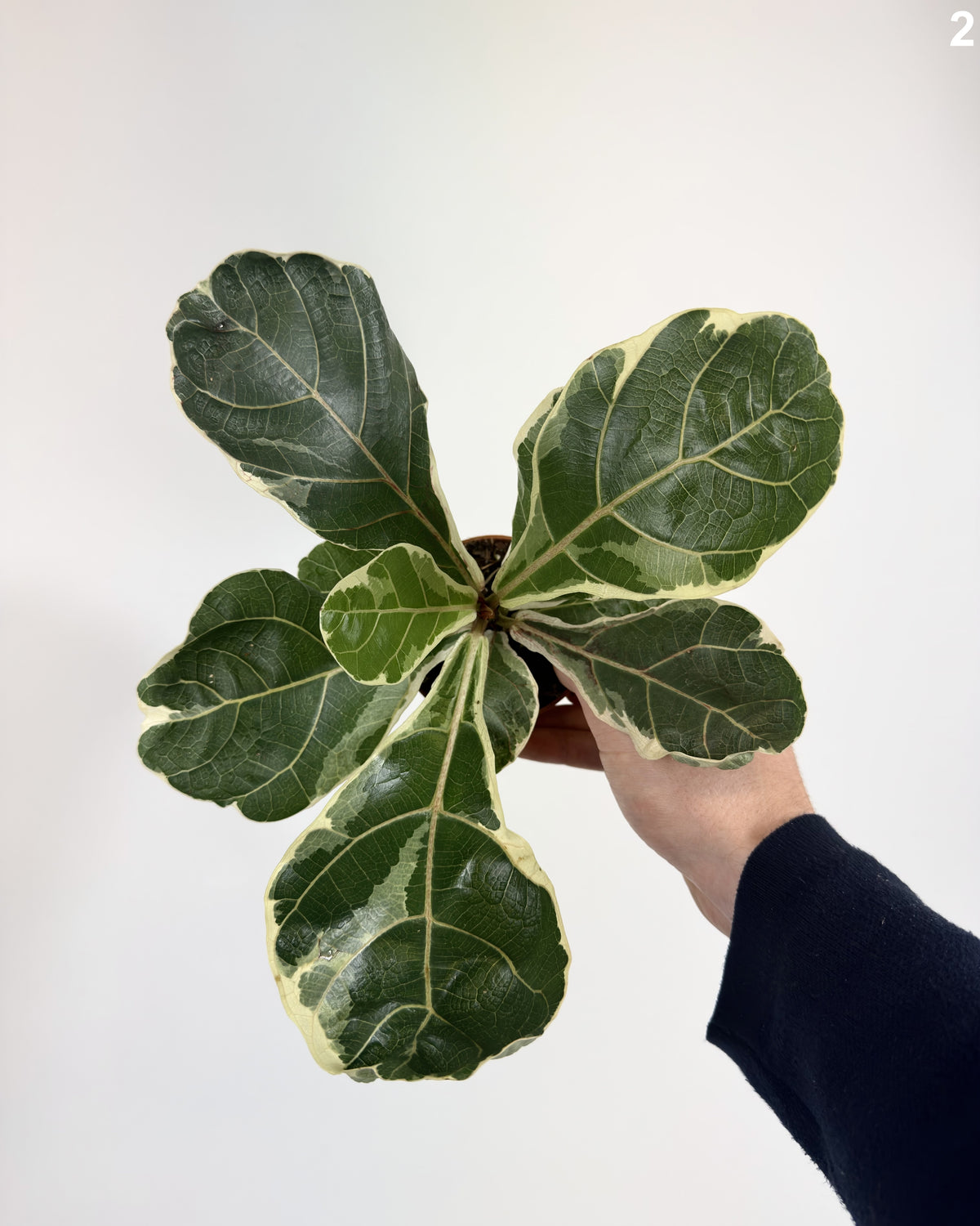 Ficus Lyrata Variegata WW