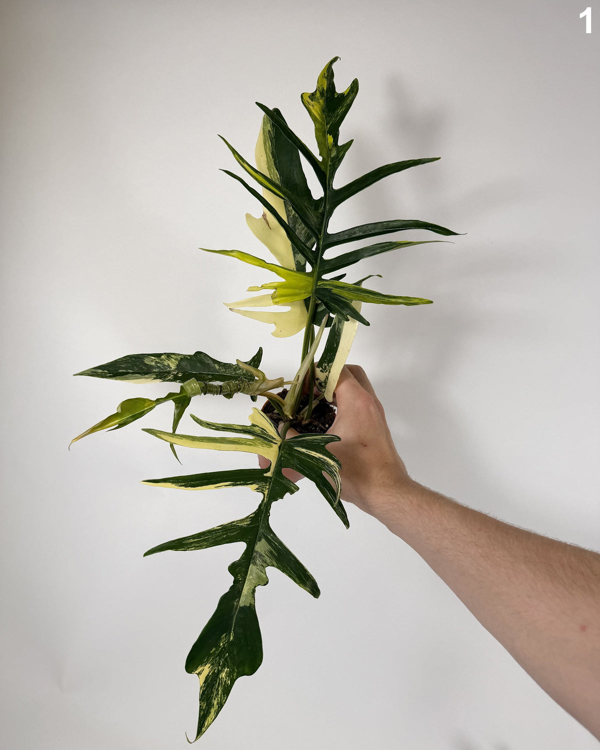 Philodendron Florida Beauty X Tortum Variegata WW