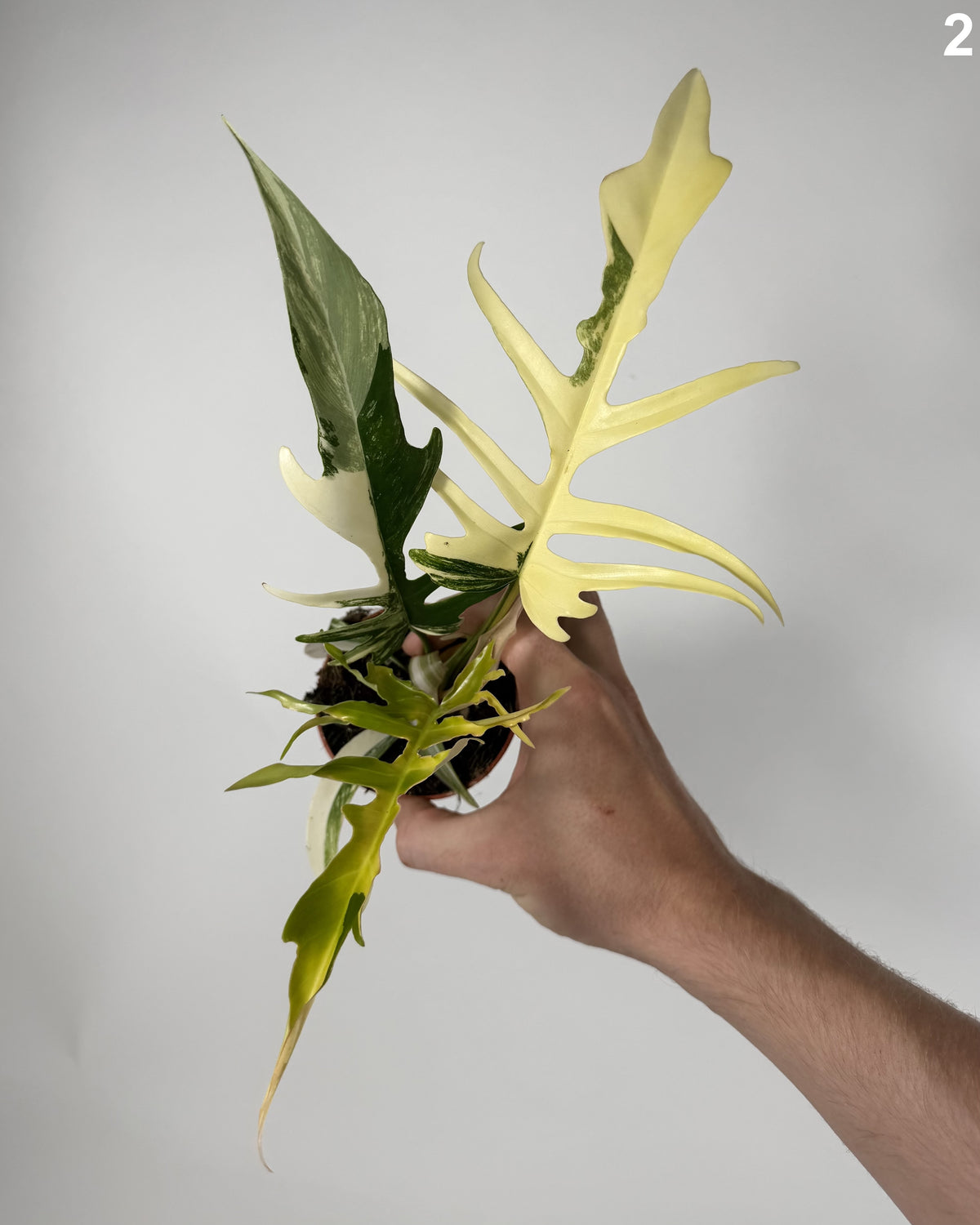 Philodendron Florida Beauty X Tortum Variegata WW
