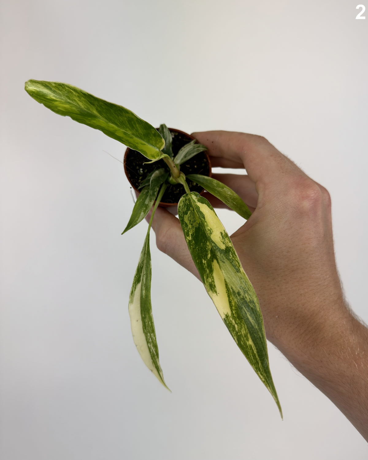 Philodendron Florida Beauty X Tortum Variegata WW