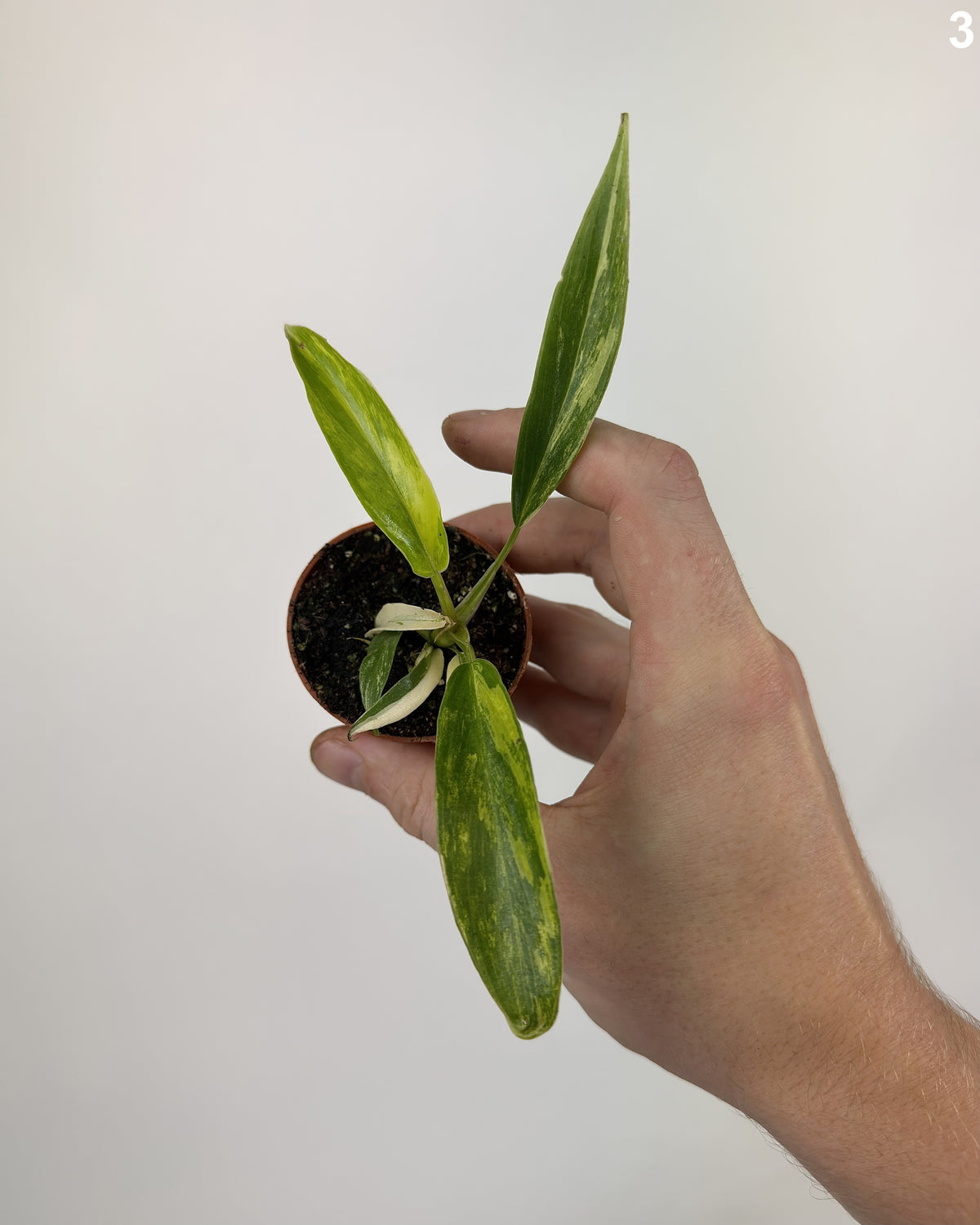 Philodendron Florida Beauty X Tortum Variegata WW