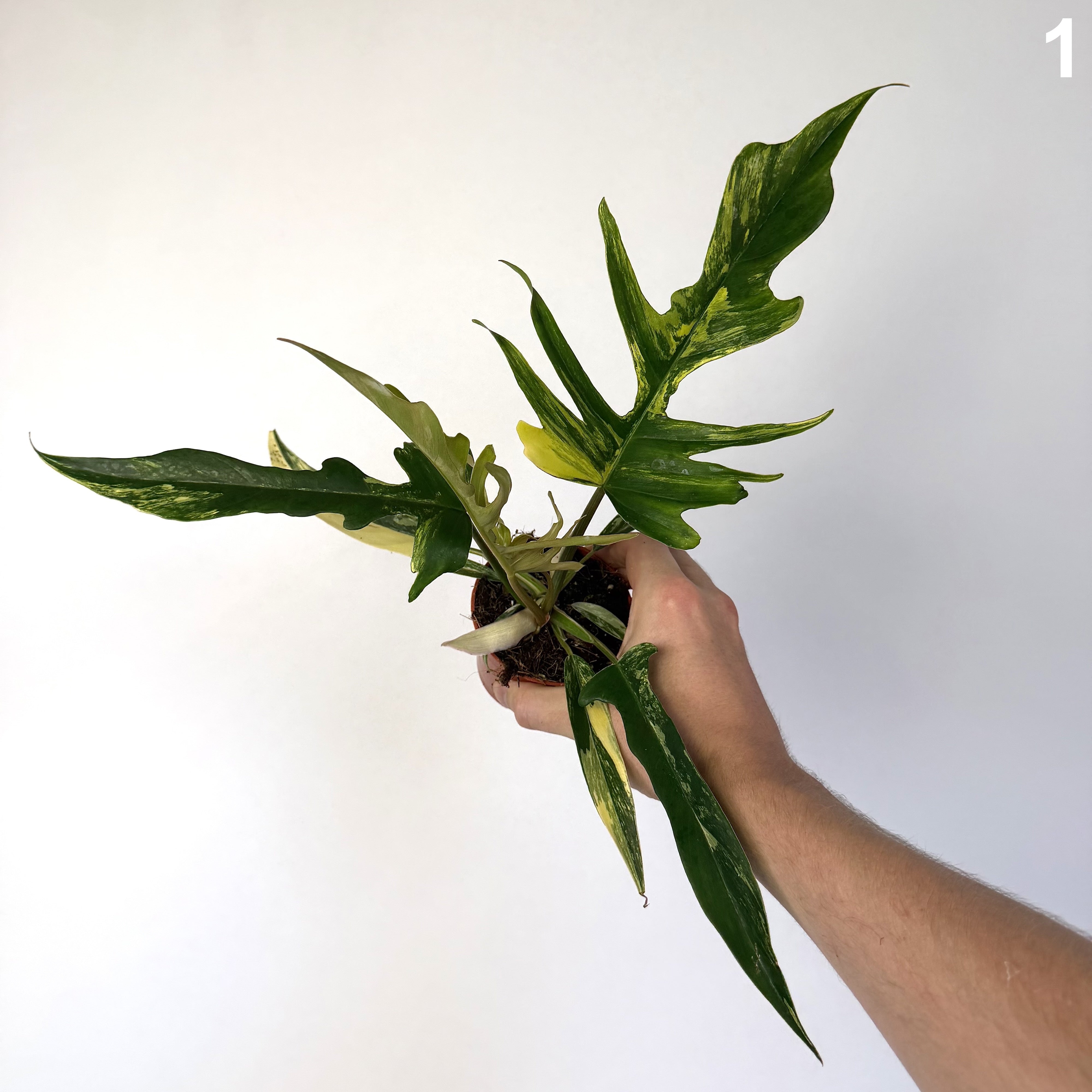 Philodendron Florida Beaty X Tortum Variegata WW