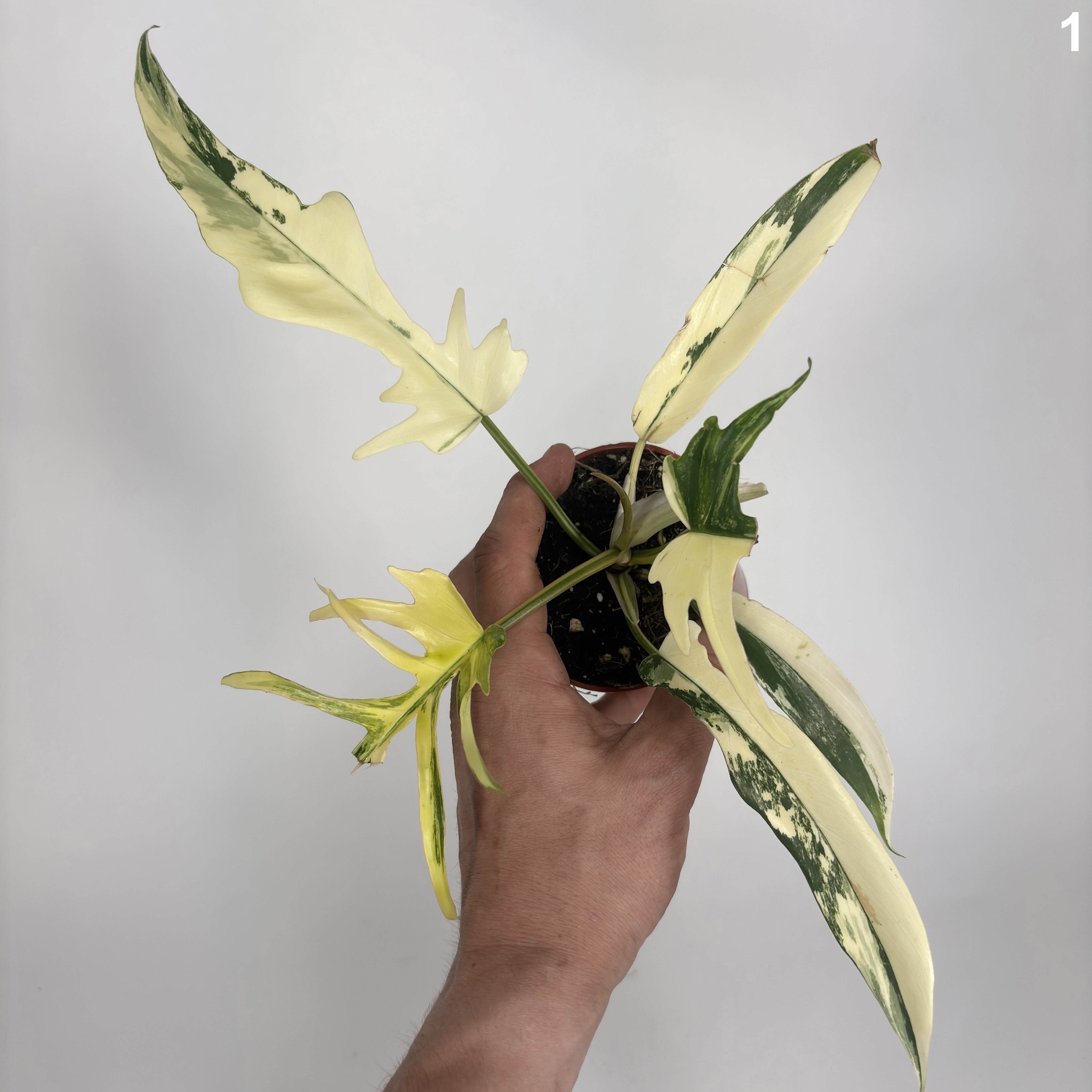 Philodendron Florida Beauty X Tortum Variegata WW