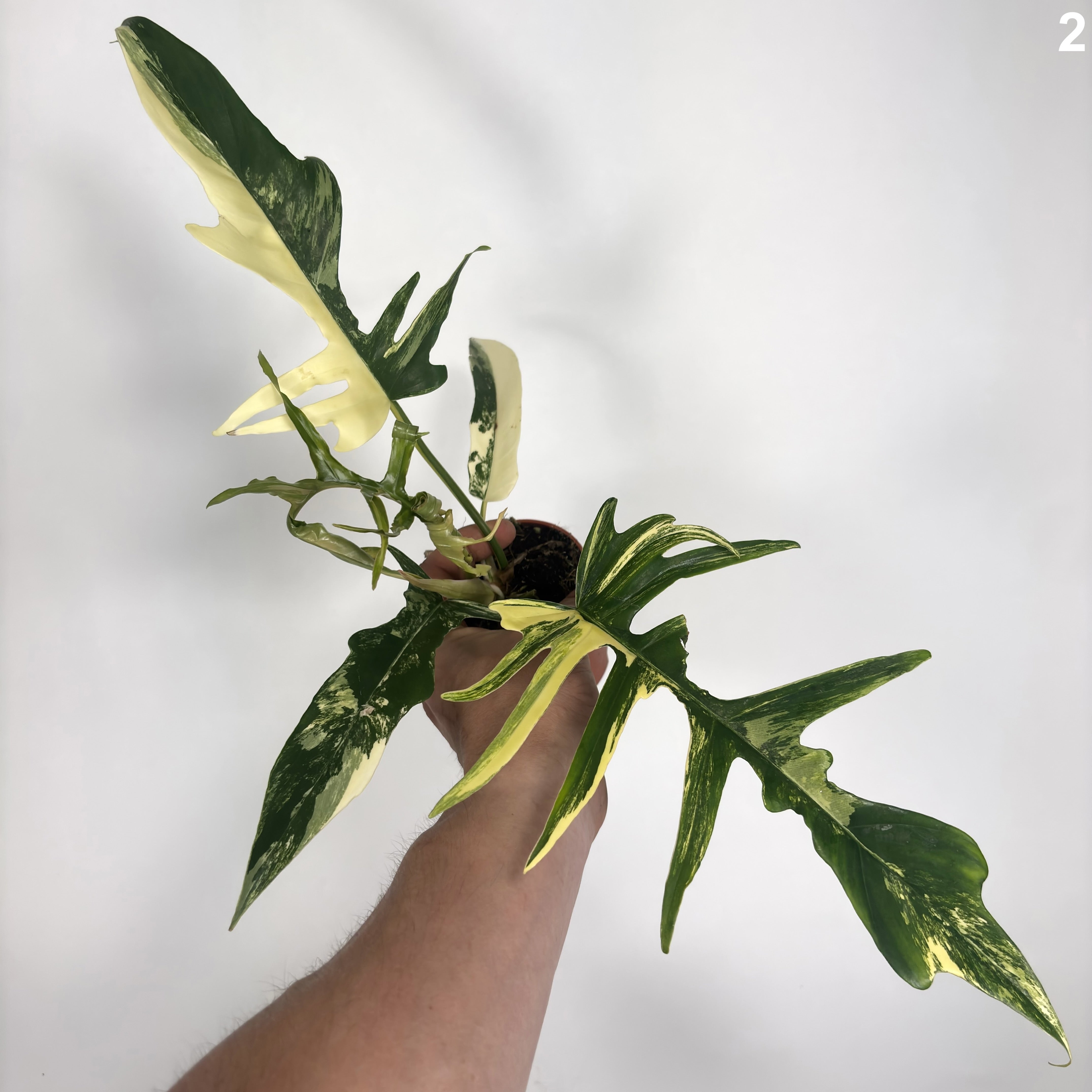 Philodendron Florida Beauty X Tortum Variegata WW