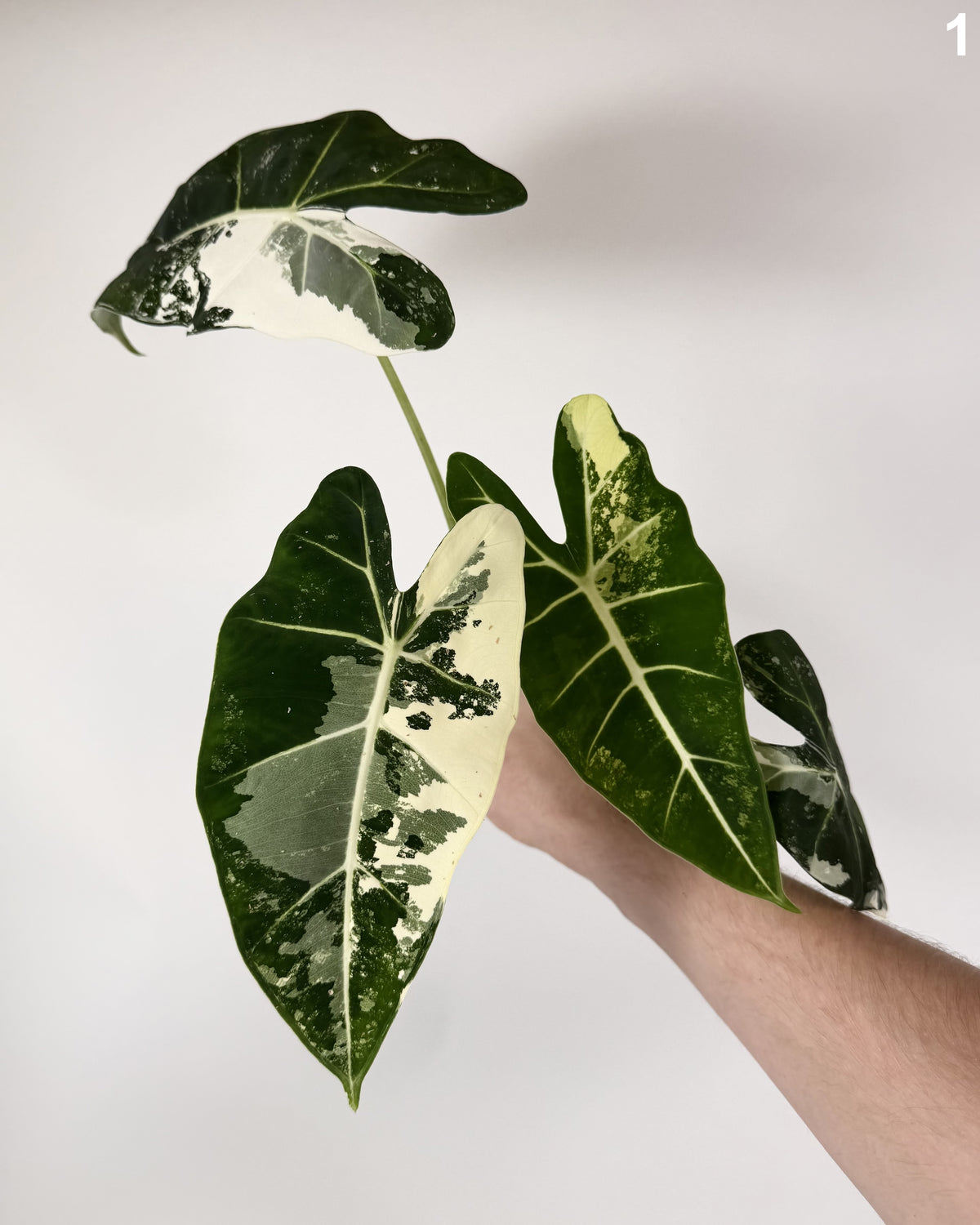 Alocasia Frydek Albo WW