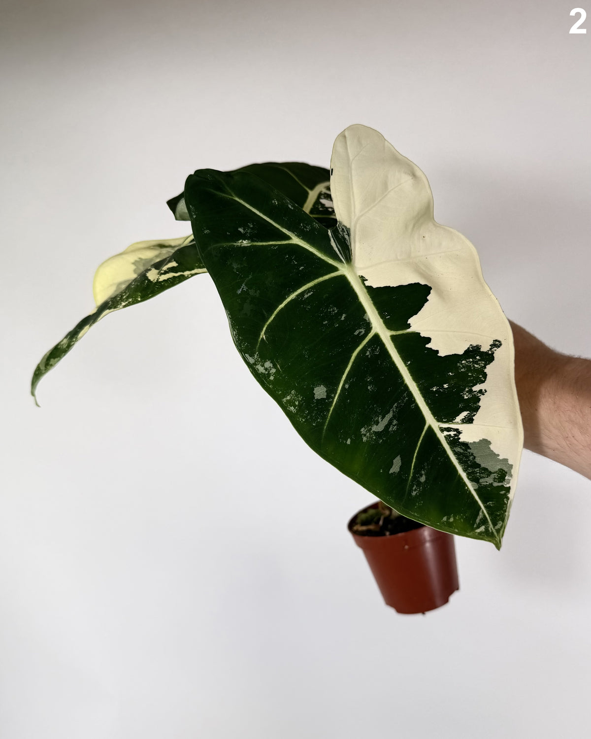 Alocasia Frydek Albo WW