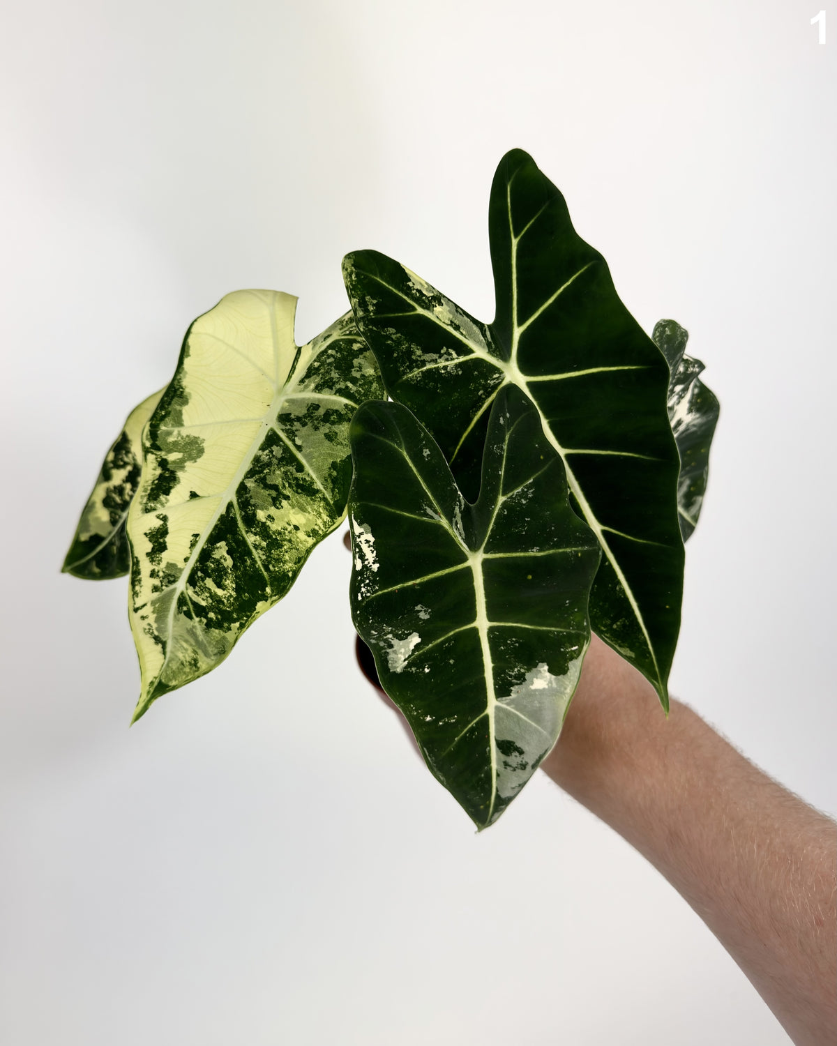Alocasia Frydek Albo Variegata WW