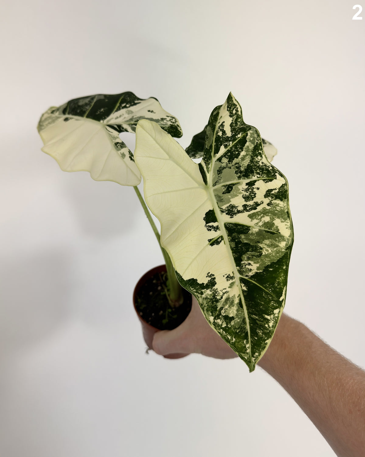 Alocasia Frydek Albo Variegata WW