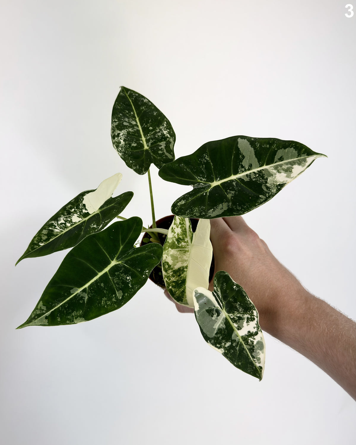 Alocasia Frydek Albo Variegata WW
