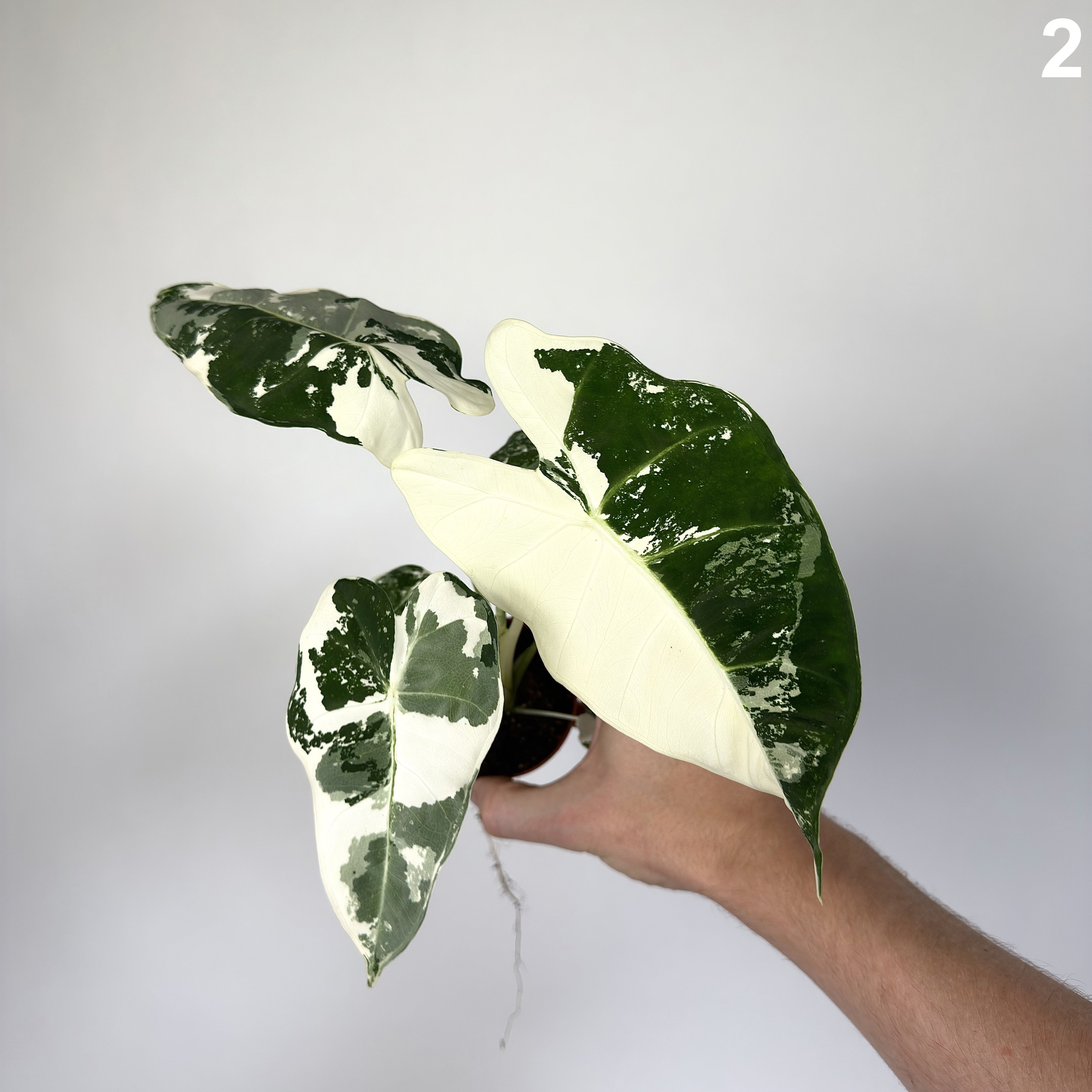 Alocasia Frydek Albo WW