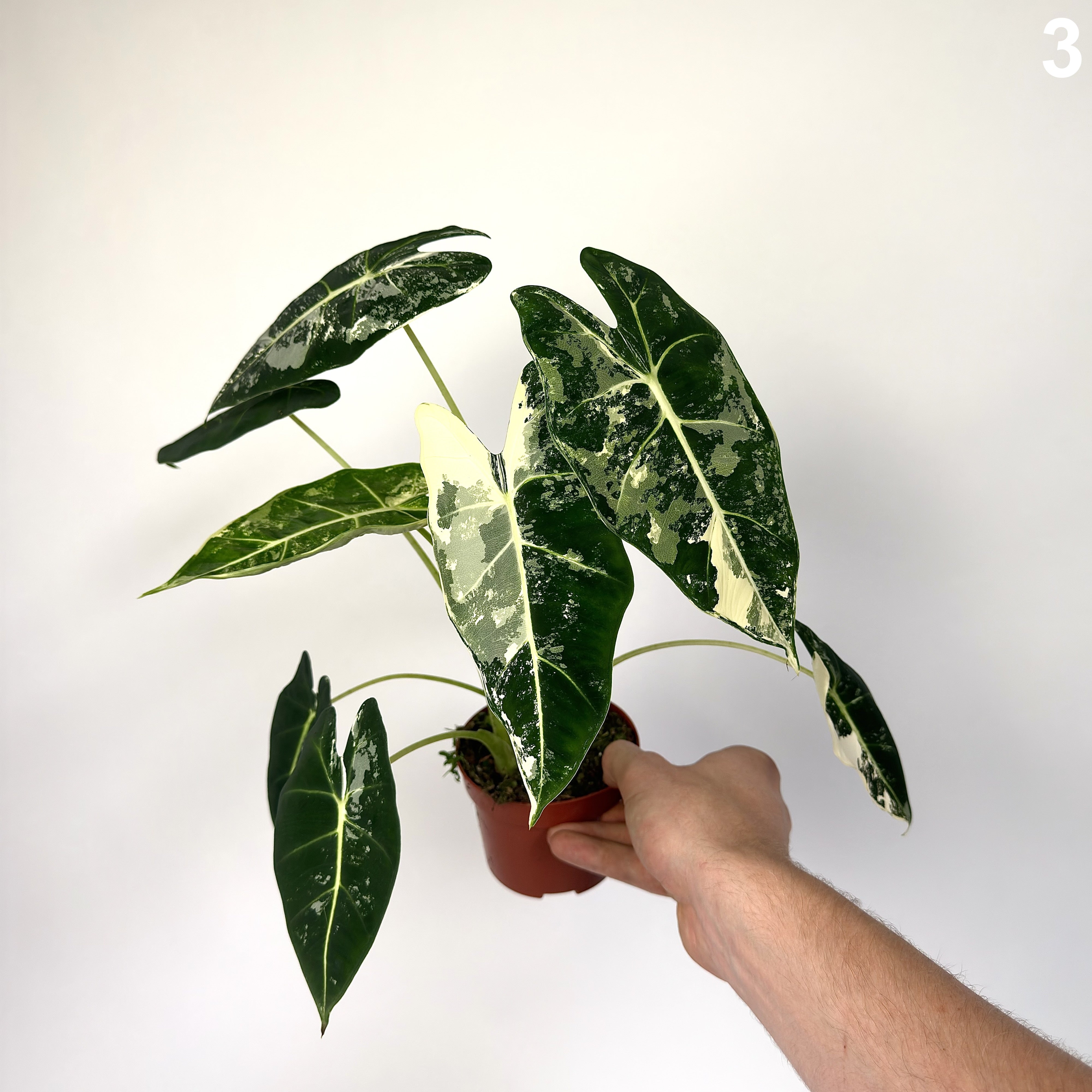 Alocasia Frydek Albo WW