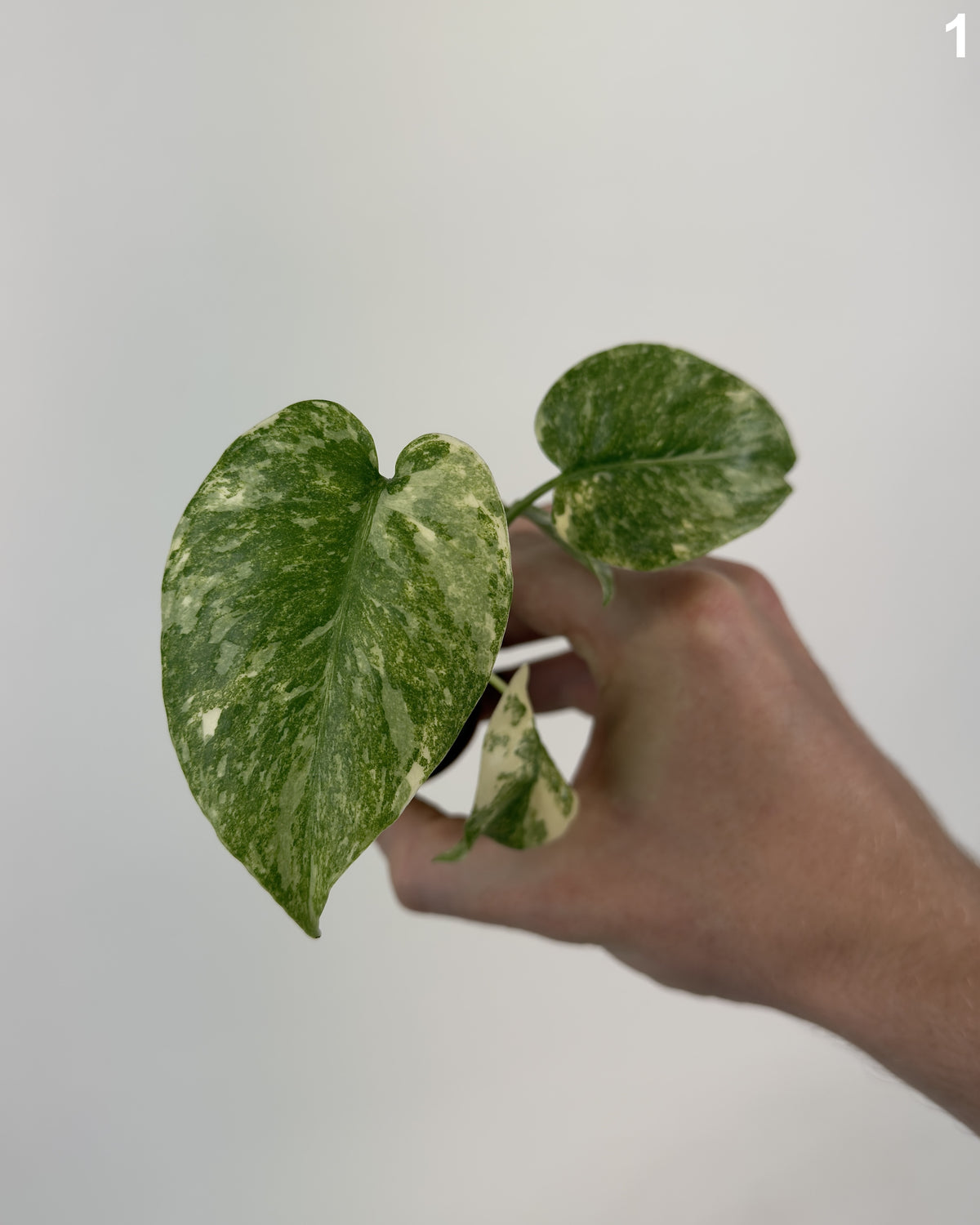 Monstera Deliciosa Green Snow WW