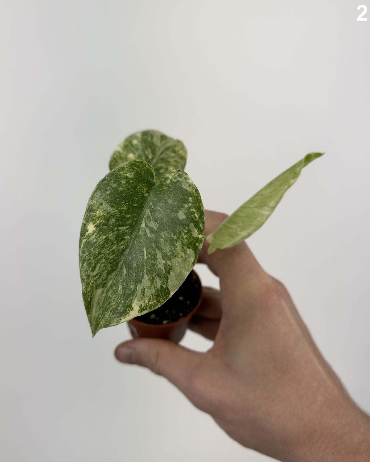 Monstera Deliciosa Green Snow WW