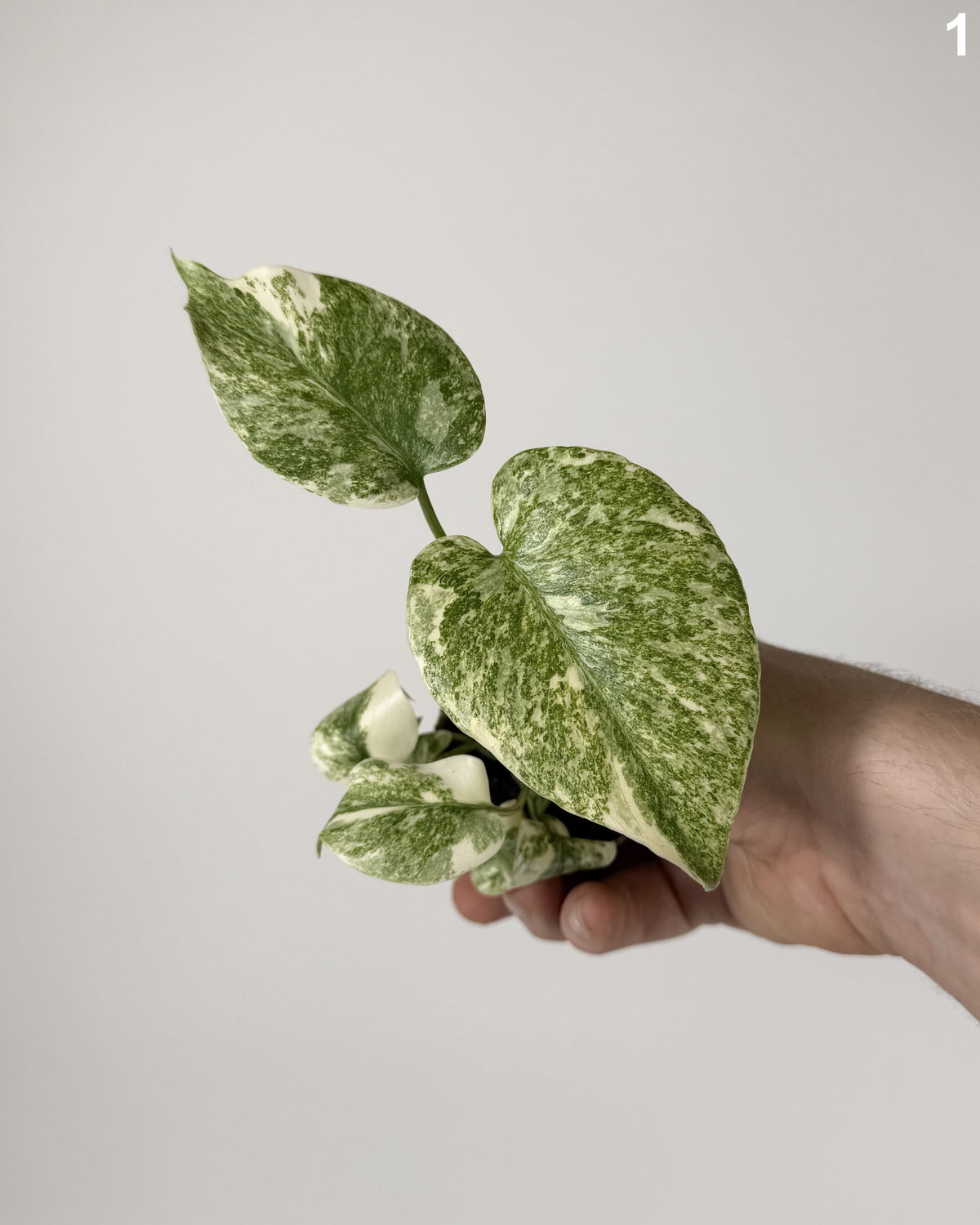 Monstera Deliciosa Green Snow WW