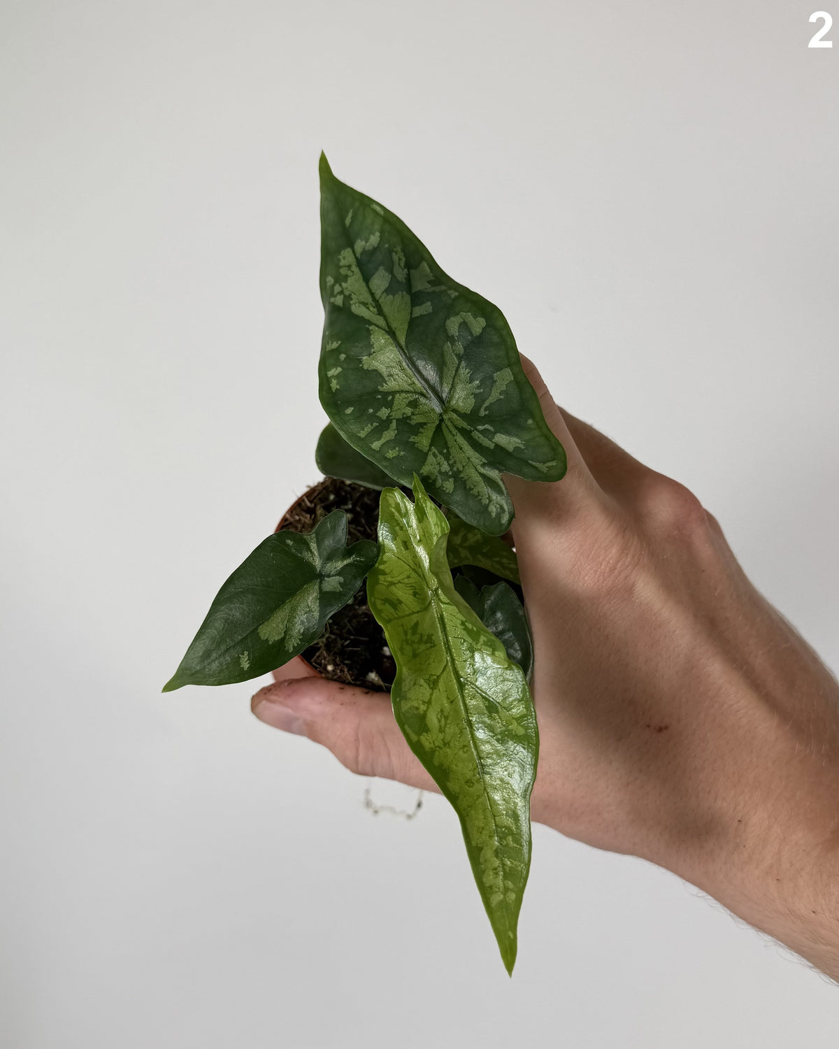 Alocasia Heterophylla Shattered Glass WW