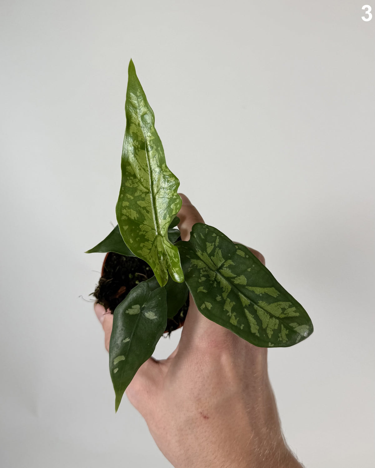 Alocasia Heterophylla Shattered Glass WW