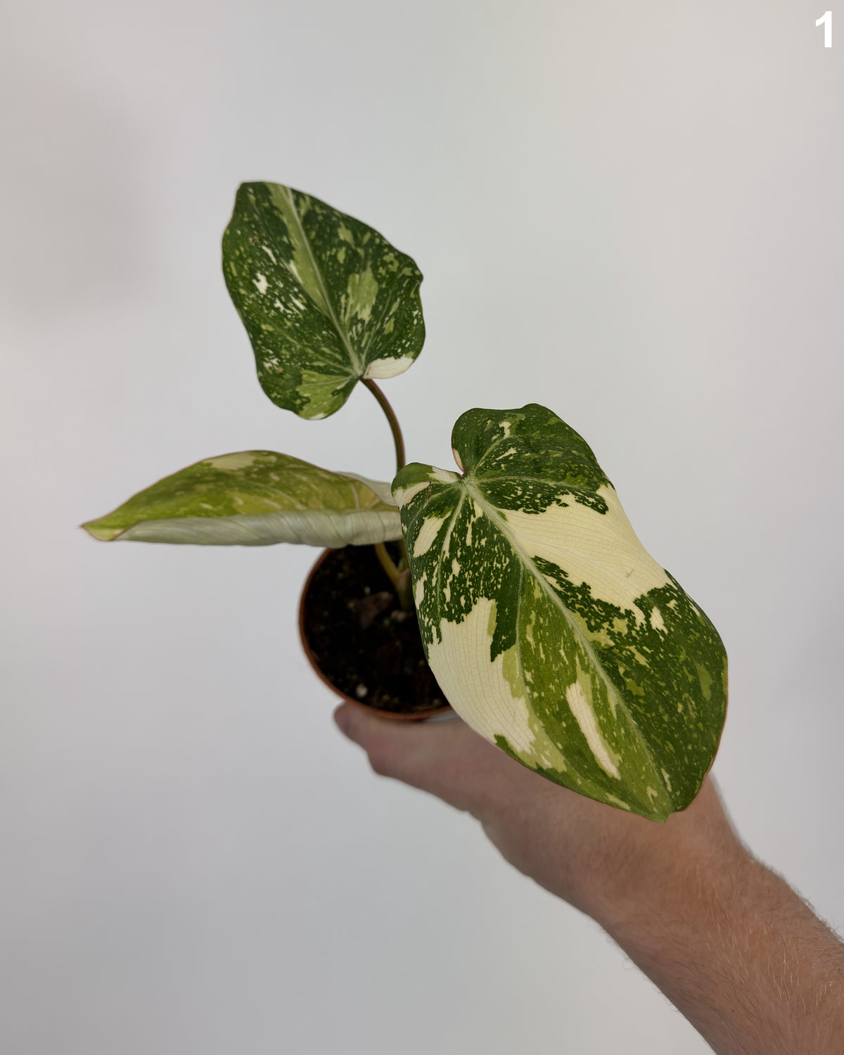 Philodendron Gloriosum Tricolor Variegata WW