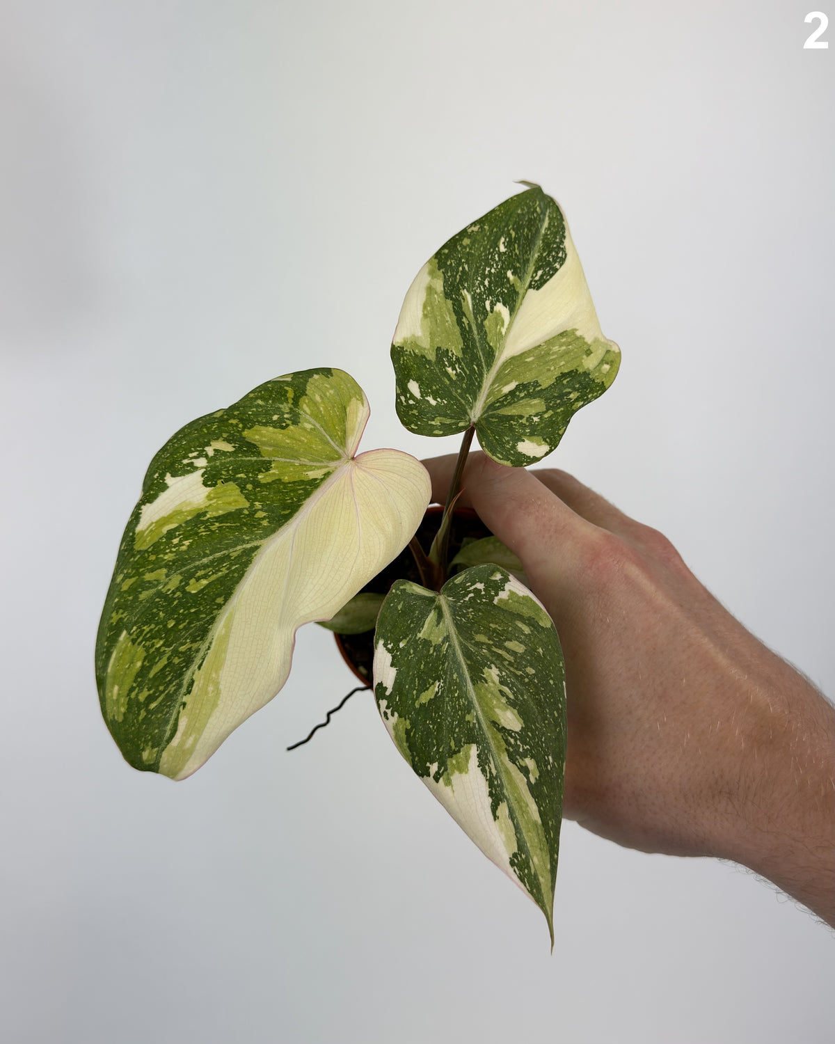 Philodendron Gloriosum Tricolor Variegata WW