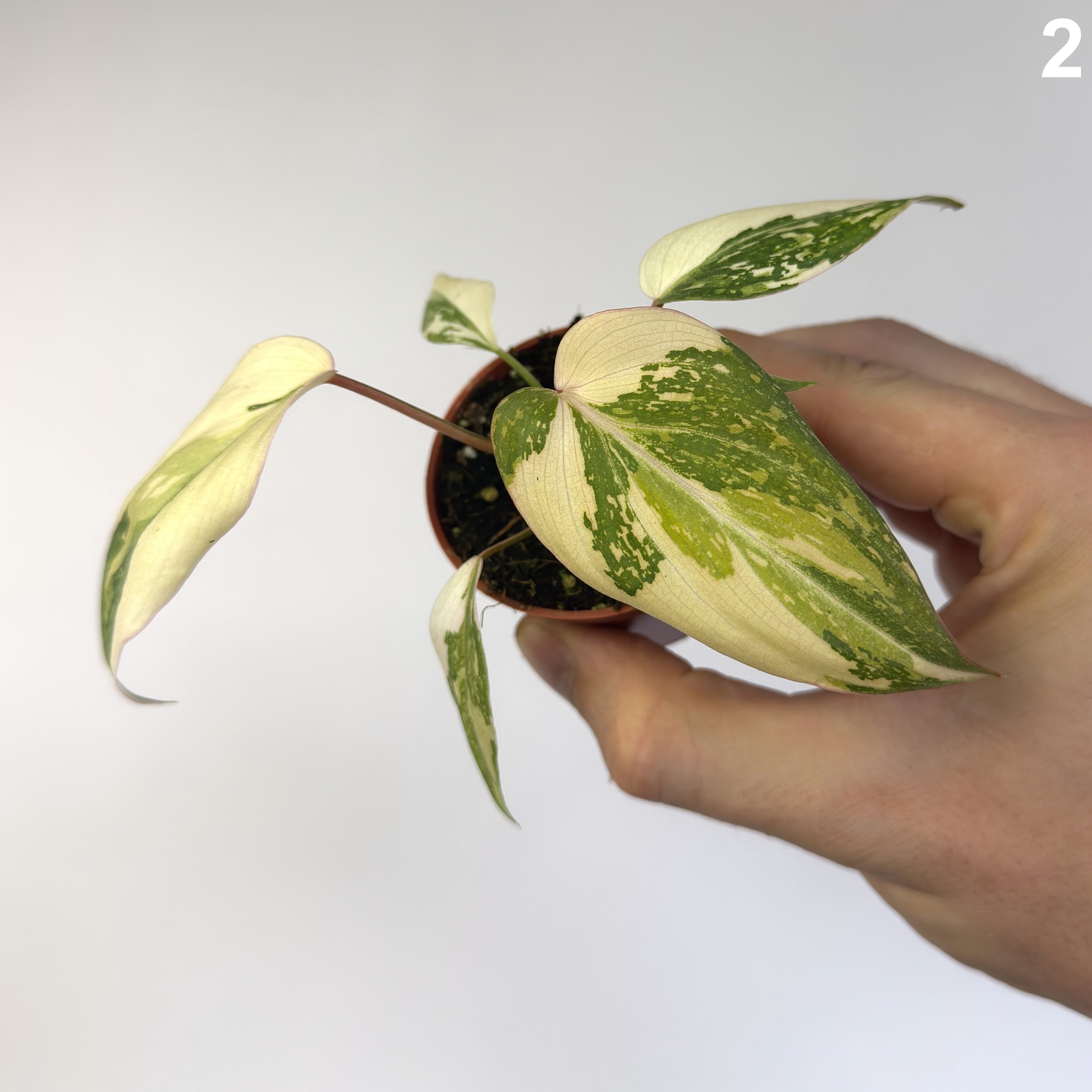 Philodendron Gloriosum Tricolor WW