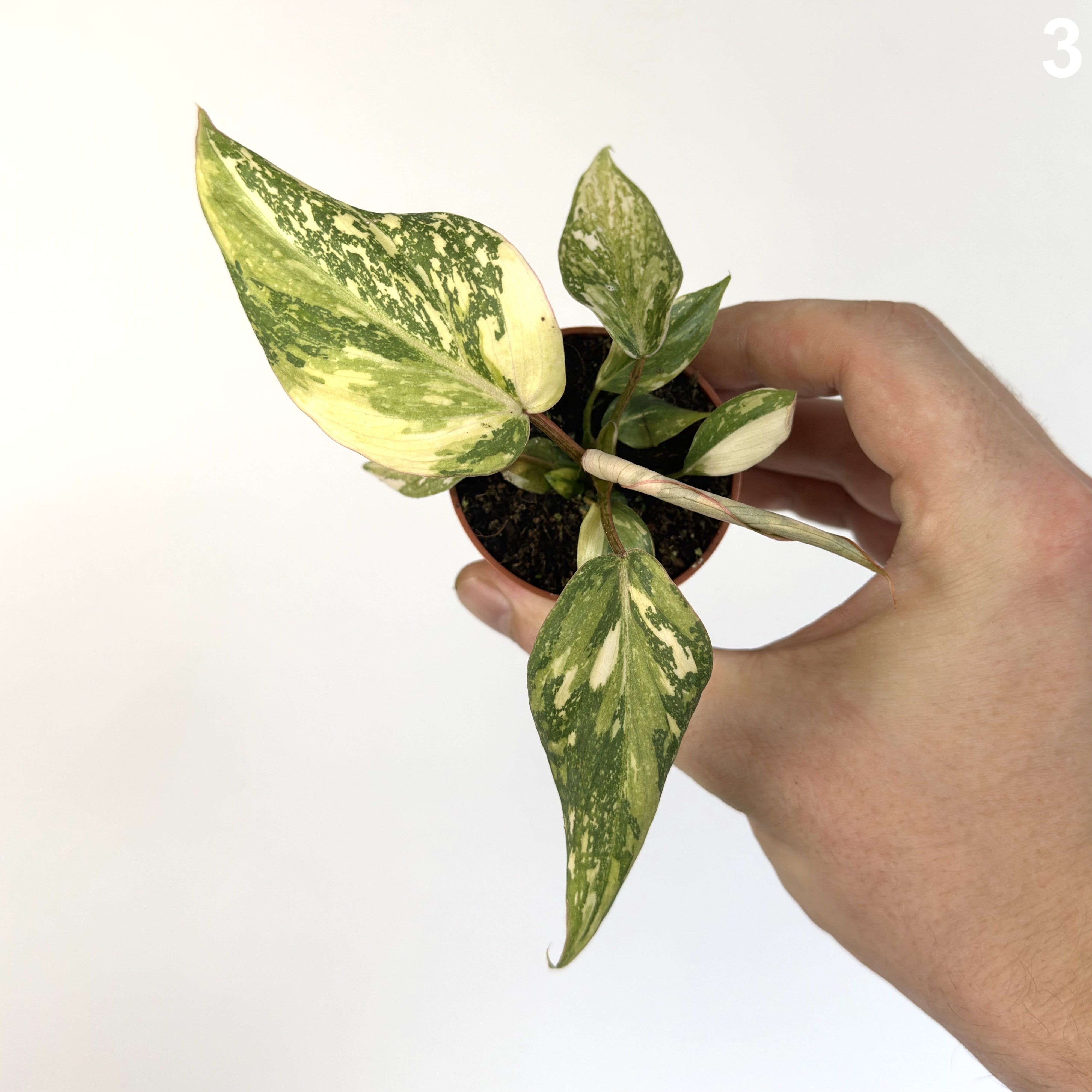 Philodendron Gloriosum Tricolor WW