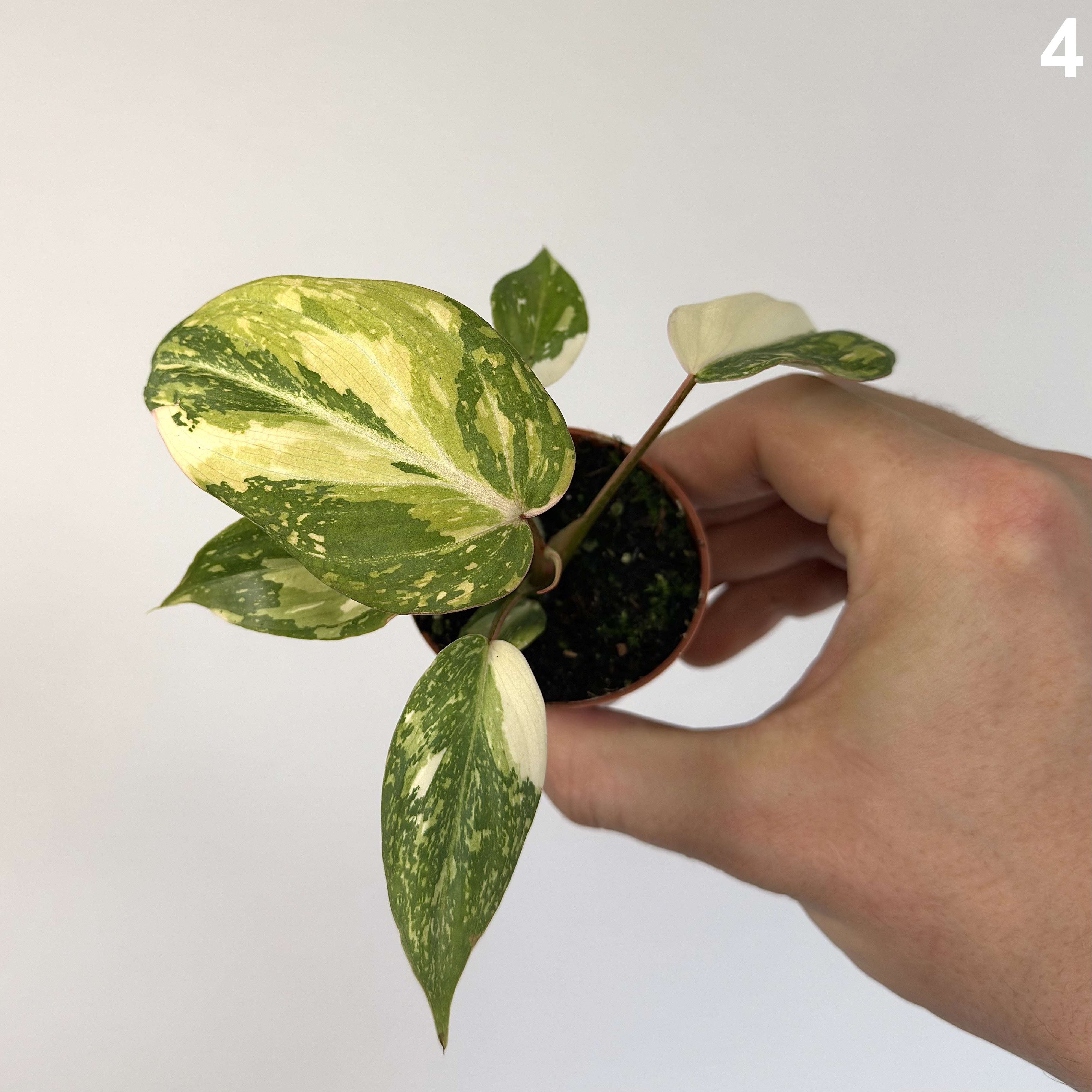 Philodendron Gloriosum Tricolor WW