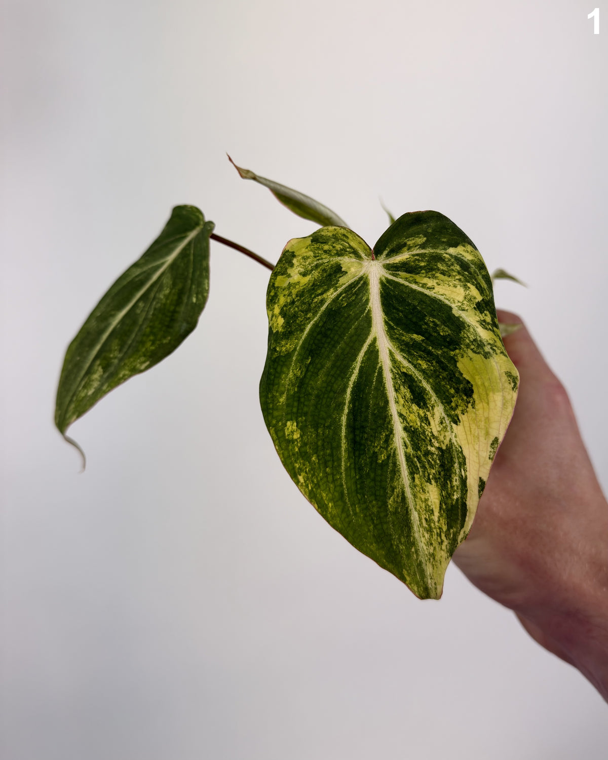 Philodendron Gloriosum Variegata WW
