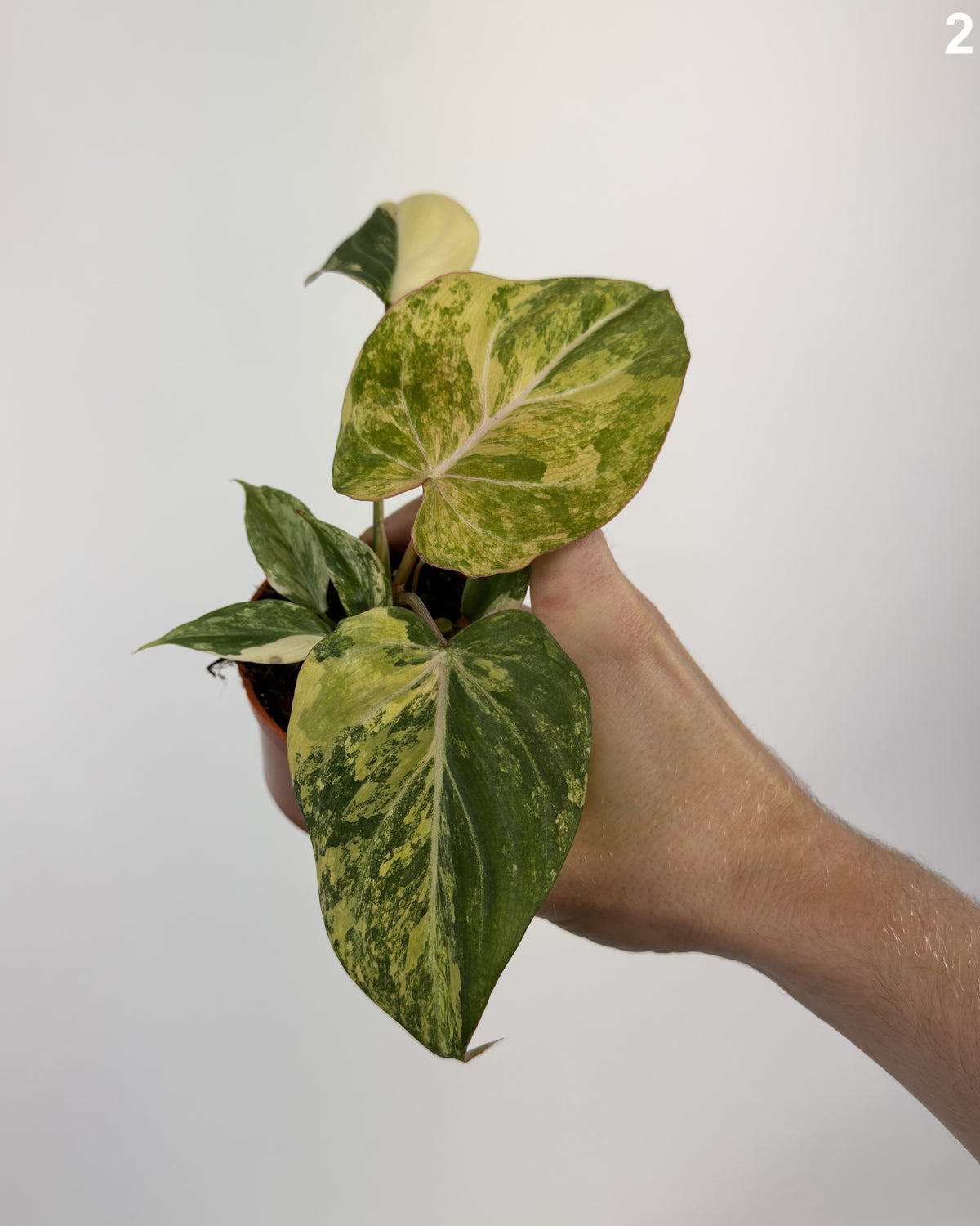 Philodendron Gloriosum Variegata WW