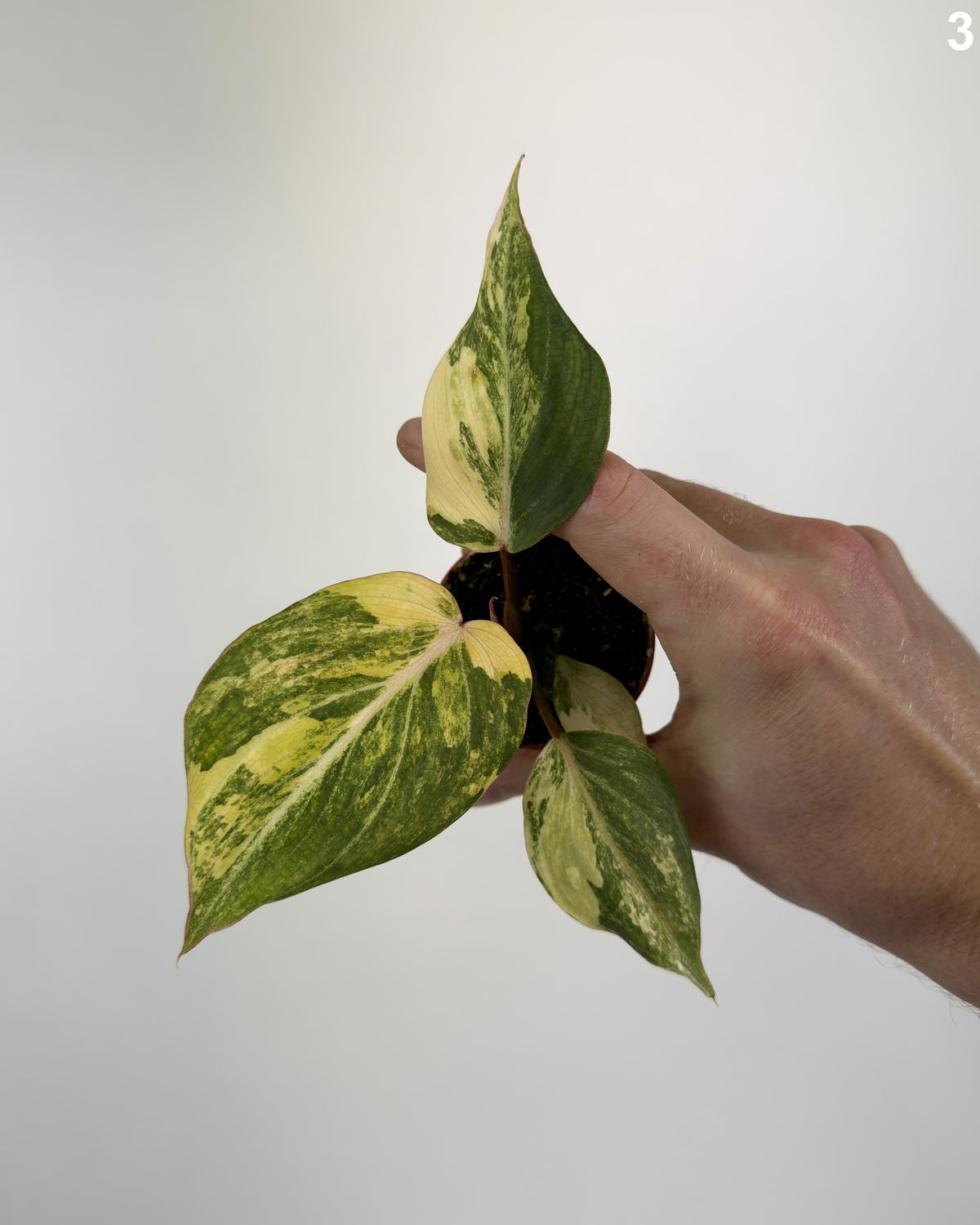 Philodendron Gloriosum Variegata WW
